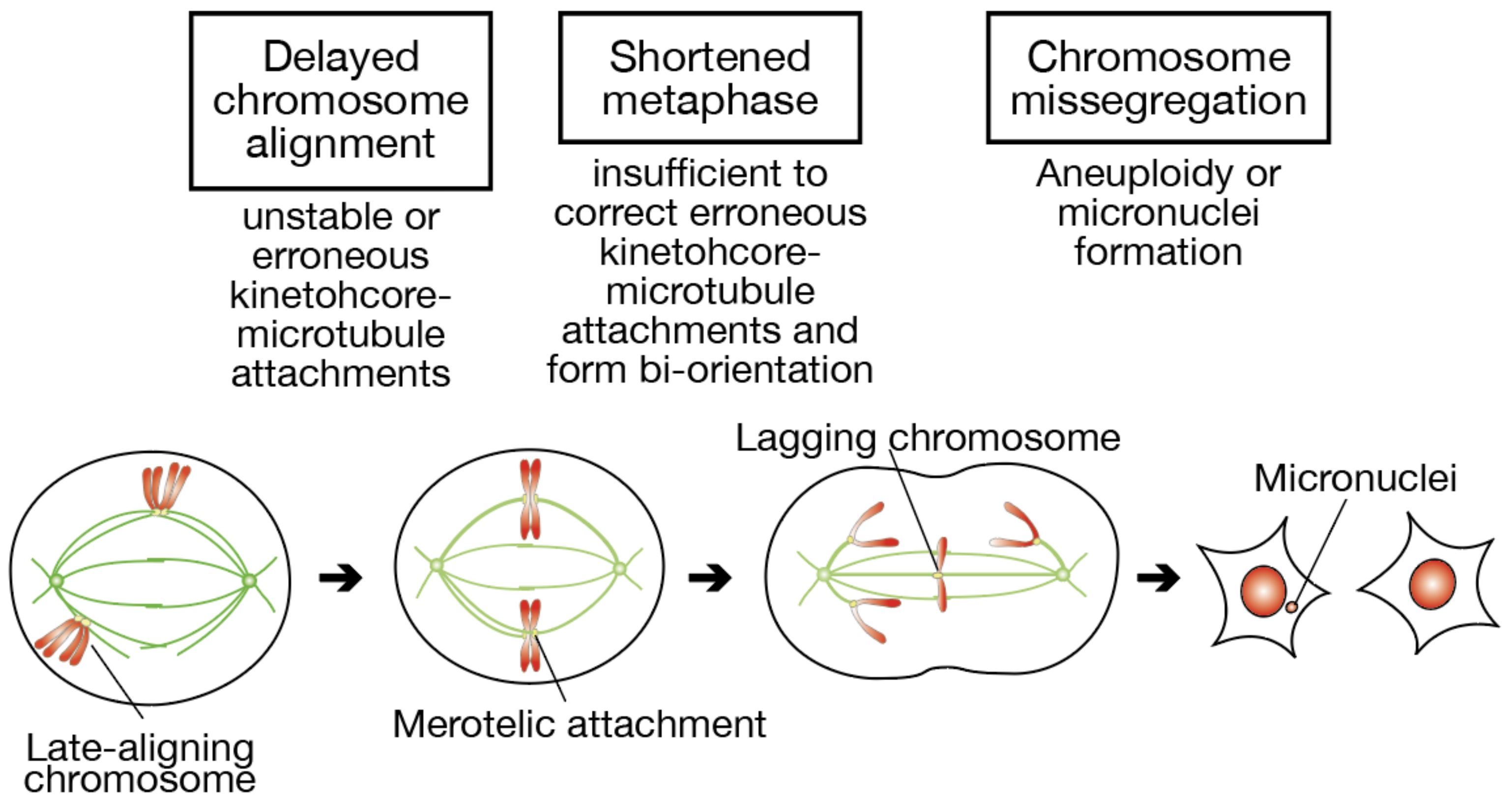 Delayed Chromosome Alignment to the Spindle Equator Increases the Rate ... Biology Diagrams