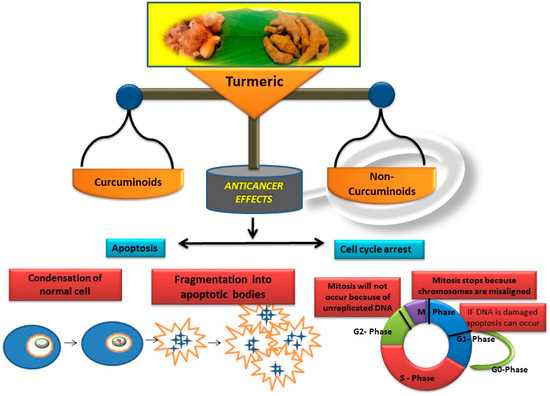 Biomolecules Free Full Text Non Curcuminoids From Turmeric And Their Potential In Cancer Therapy And Anticancer Drug Delivery Formulations Html