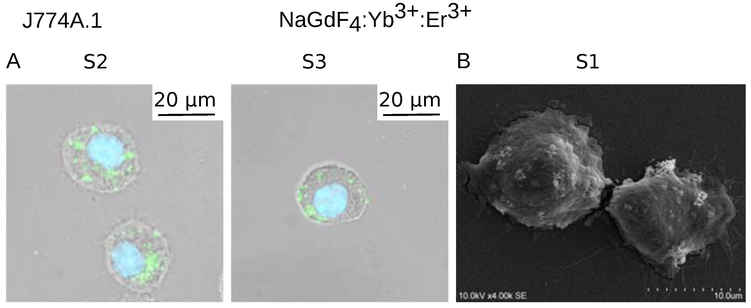 Biomolecules 09 00014 g004 Biomolecules 09 00014 g004