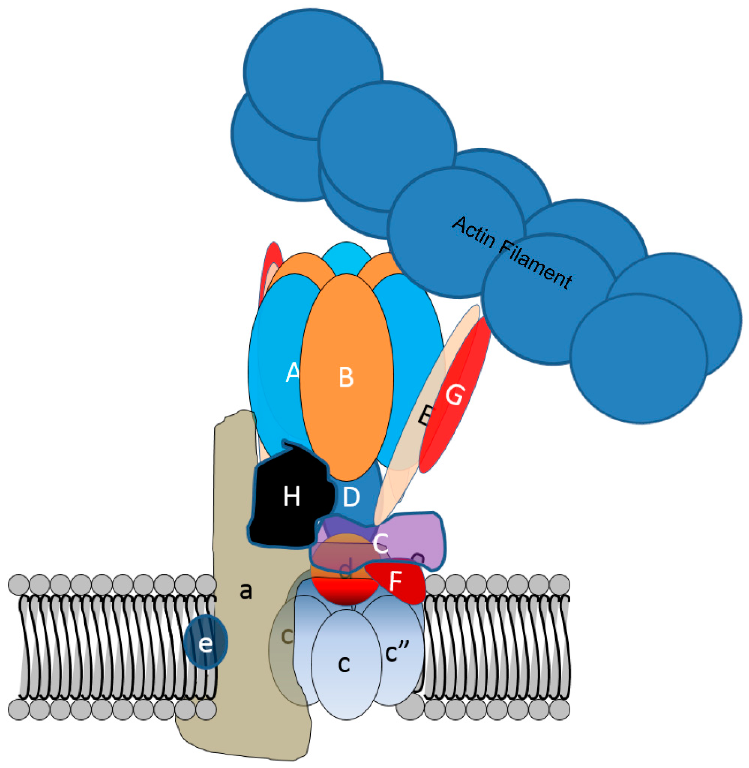 Biomolecules 09 00017 g004