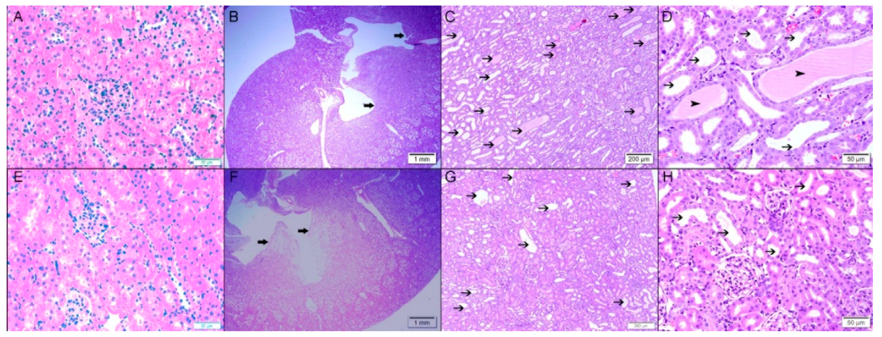 Biomolecules 09 00025 g006
