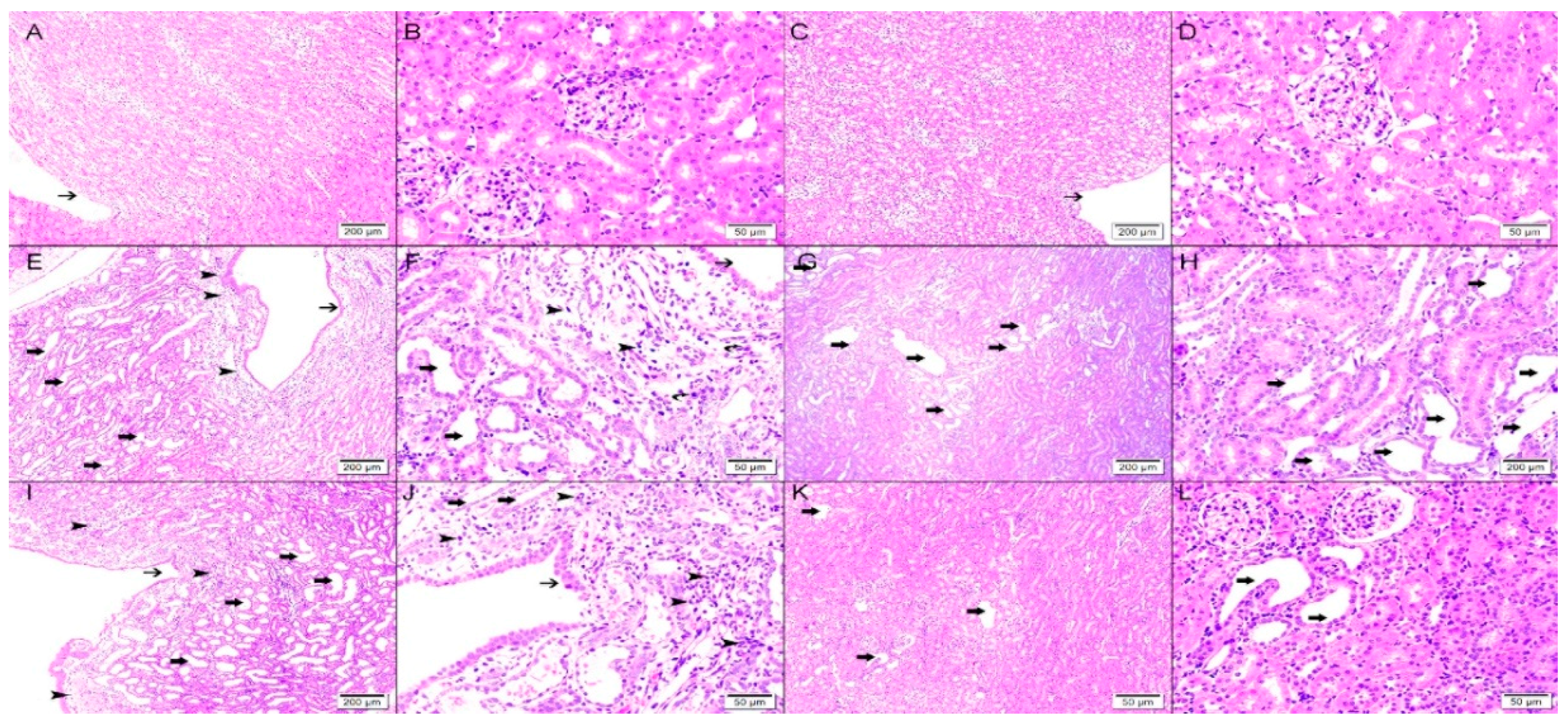 Biomolecules 09 00025 g008