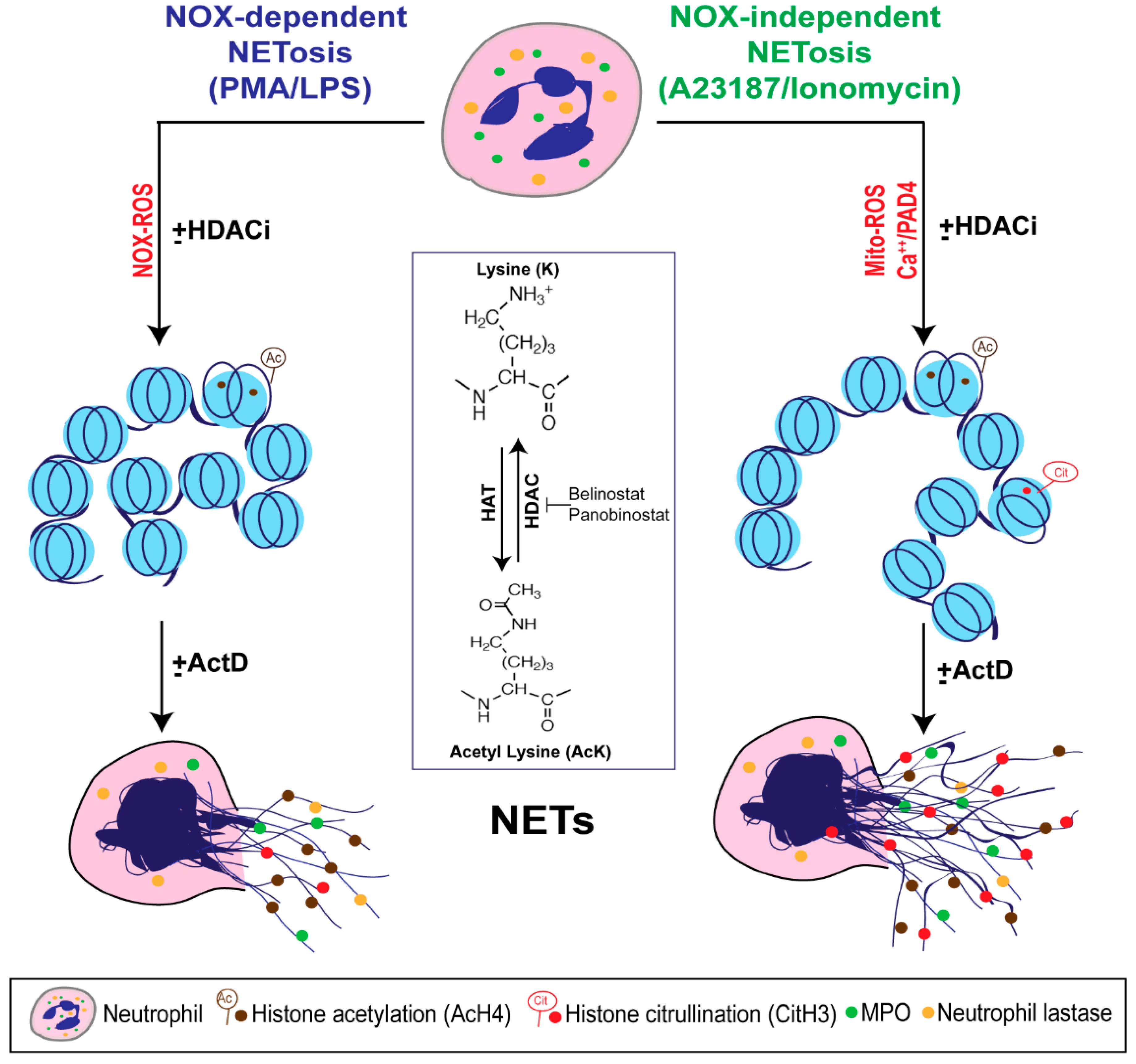biomolecules free full text histone acetylation histone acetylation