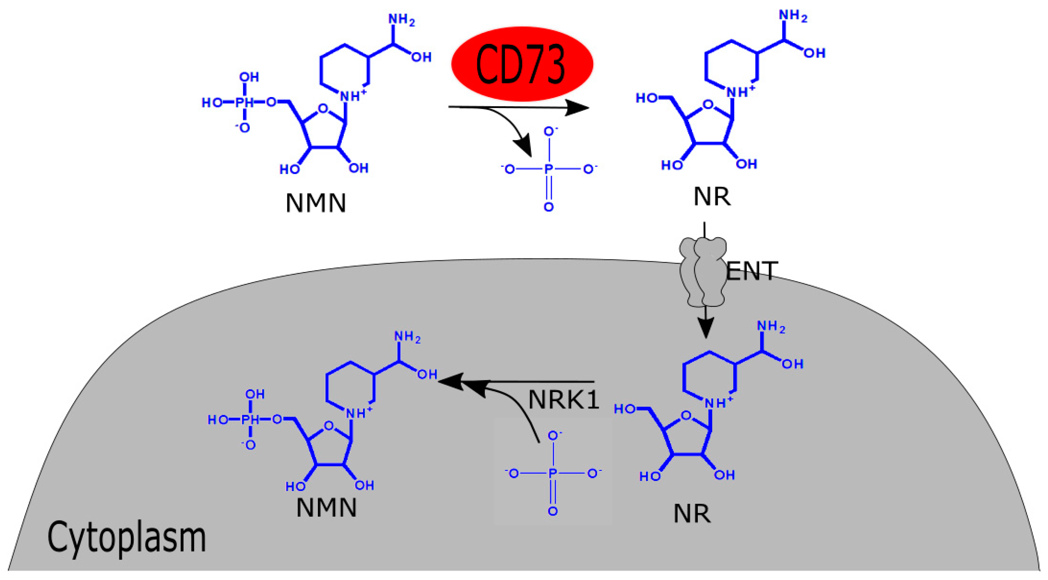 Biomolecules 09 00034 g002