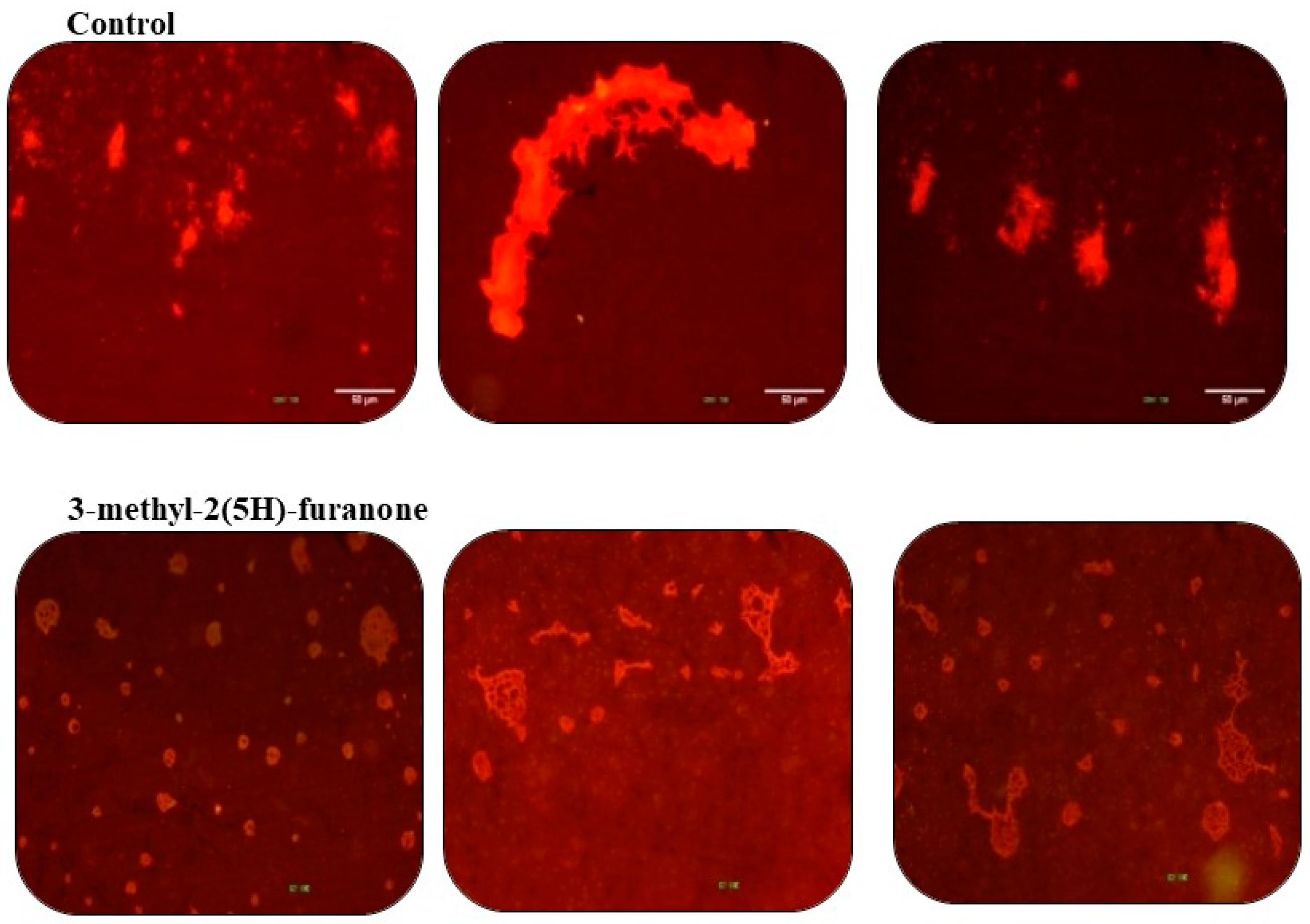 Biomolecules 09 00049 g008