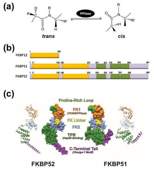 fkbp 52