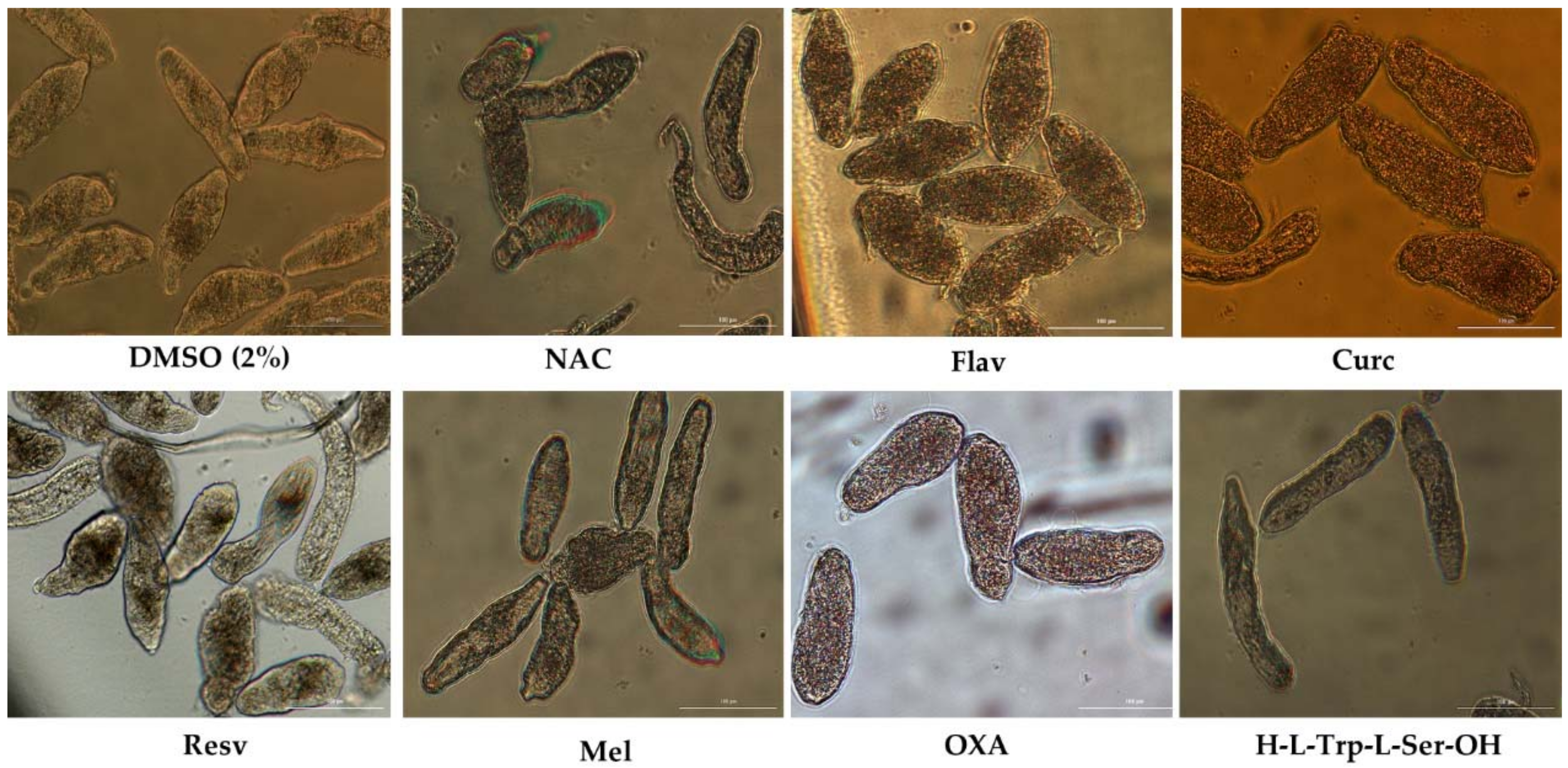 Biomolecules 09 00054 g002 550