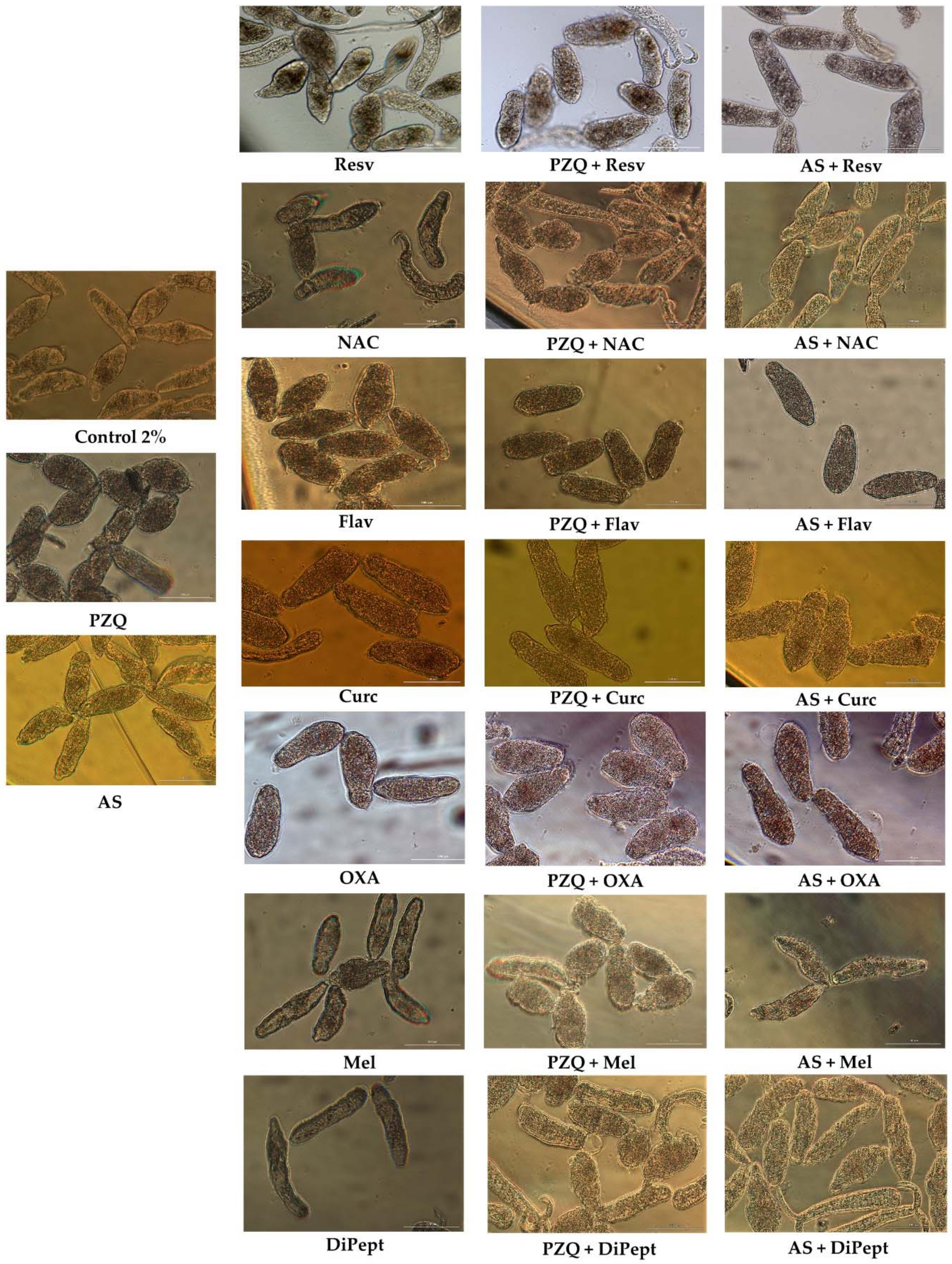 Biomolecules 09 00054 g003 550