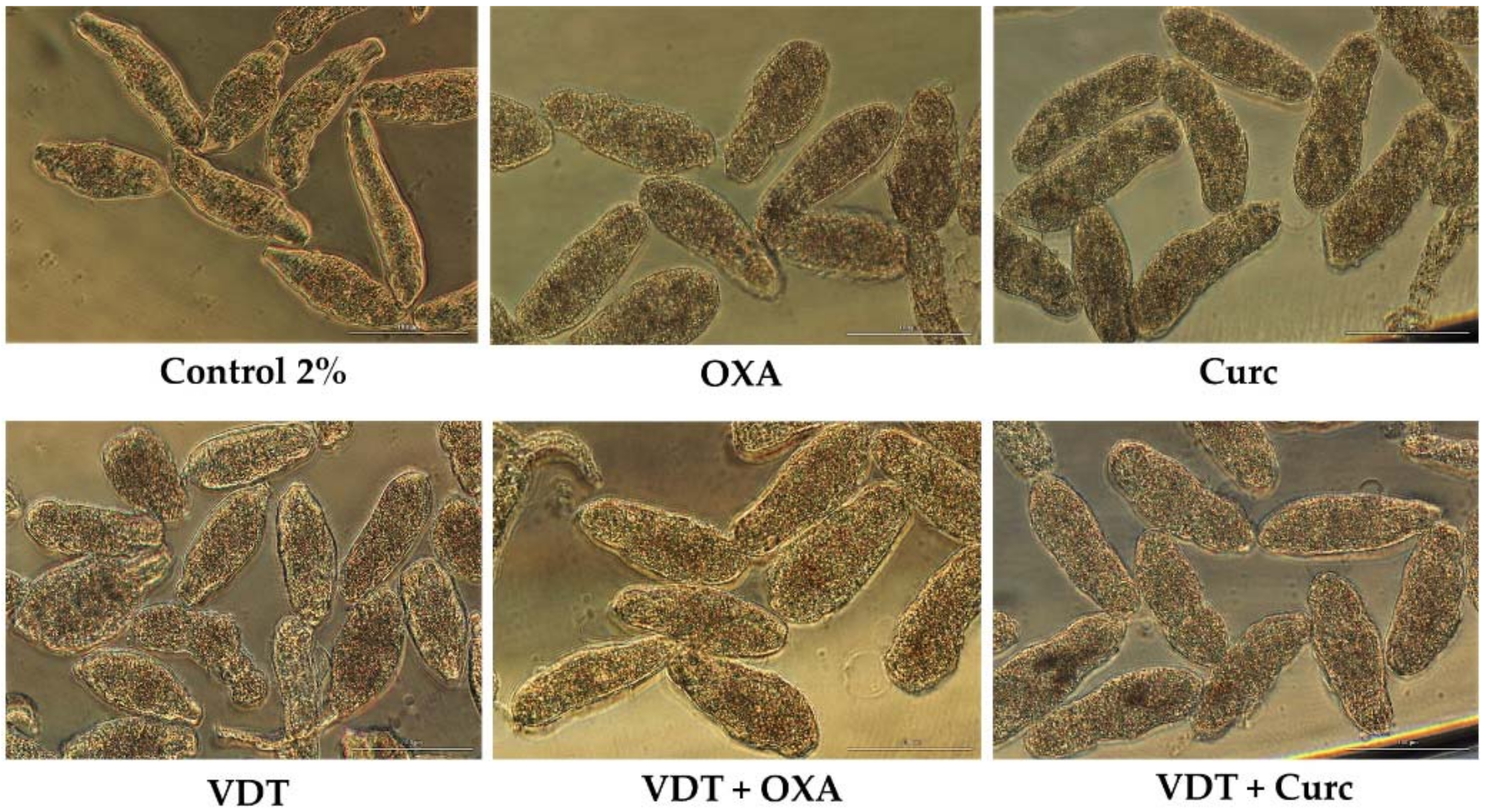 Biomolecules 09 00054 g006 550