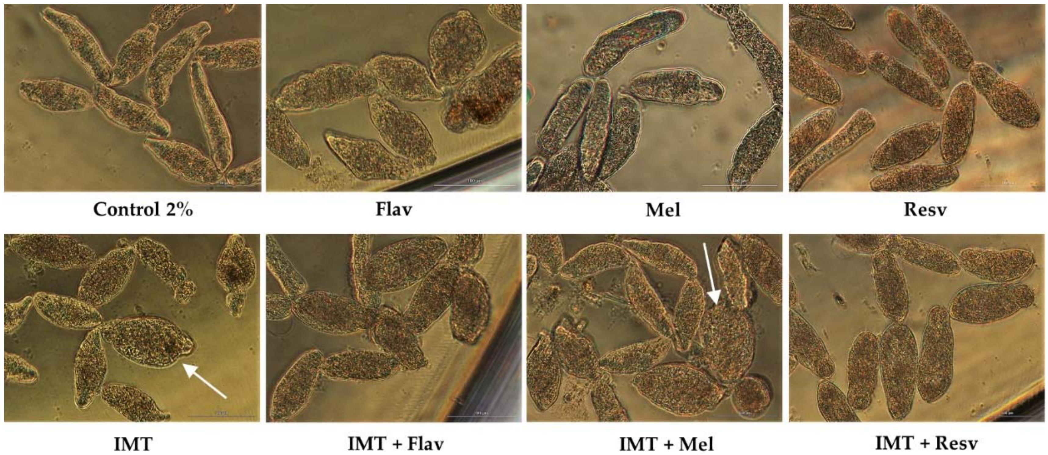 Biomolecules 09 00054 g007 550