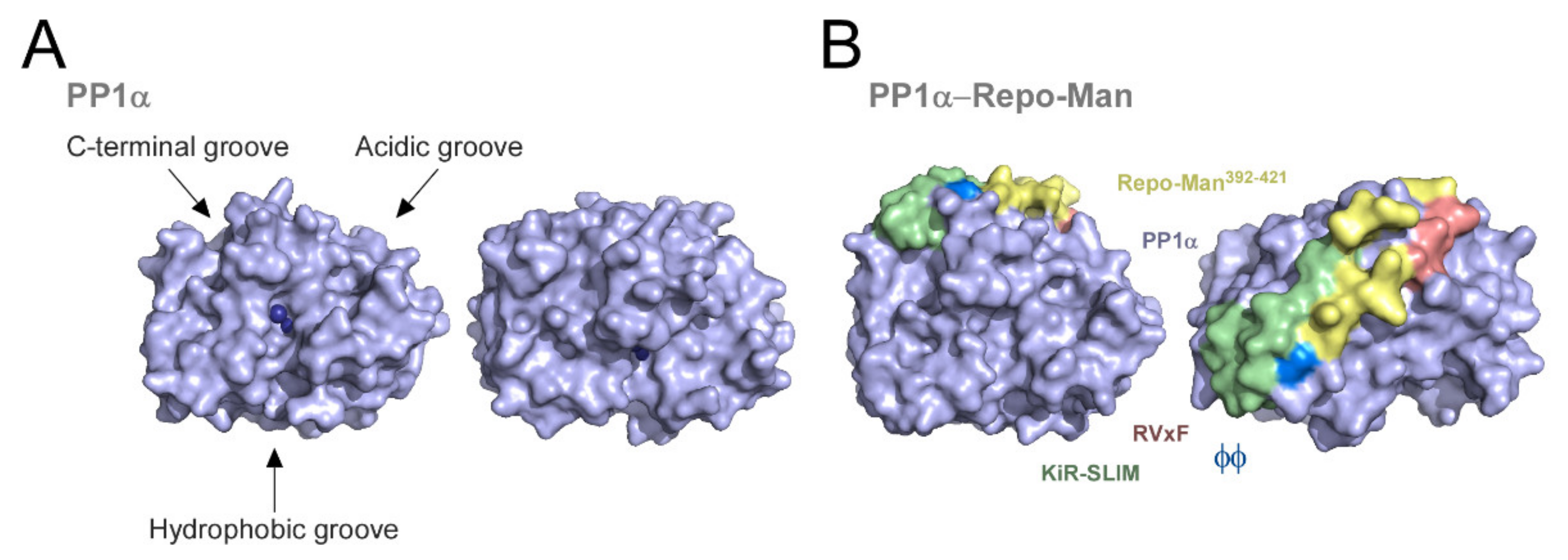PP1/Repo-Man Dephosphorylates Mitotic Histone H3 at T3 and