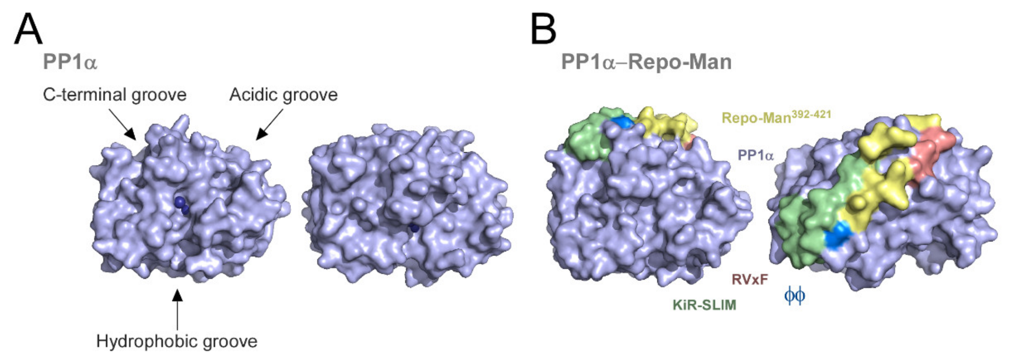 Phosphatases in Mitosis: Roles and ... Biology Diagrams