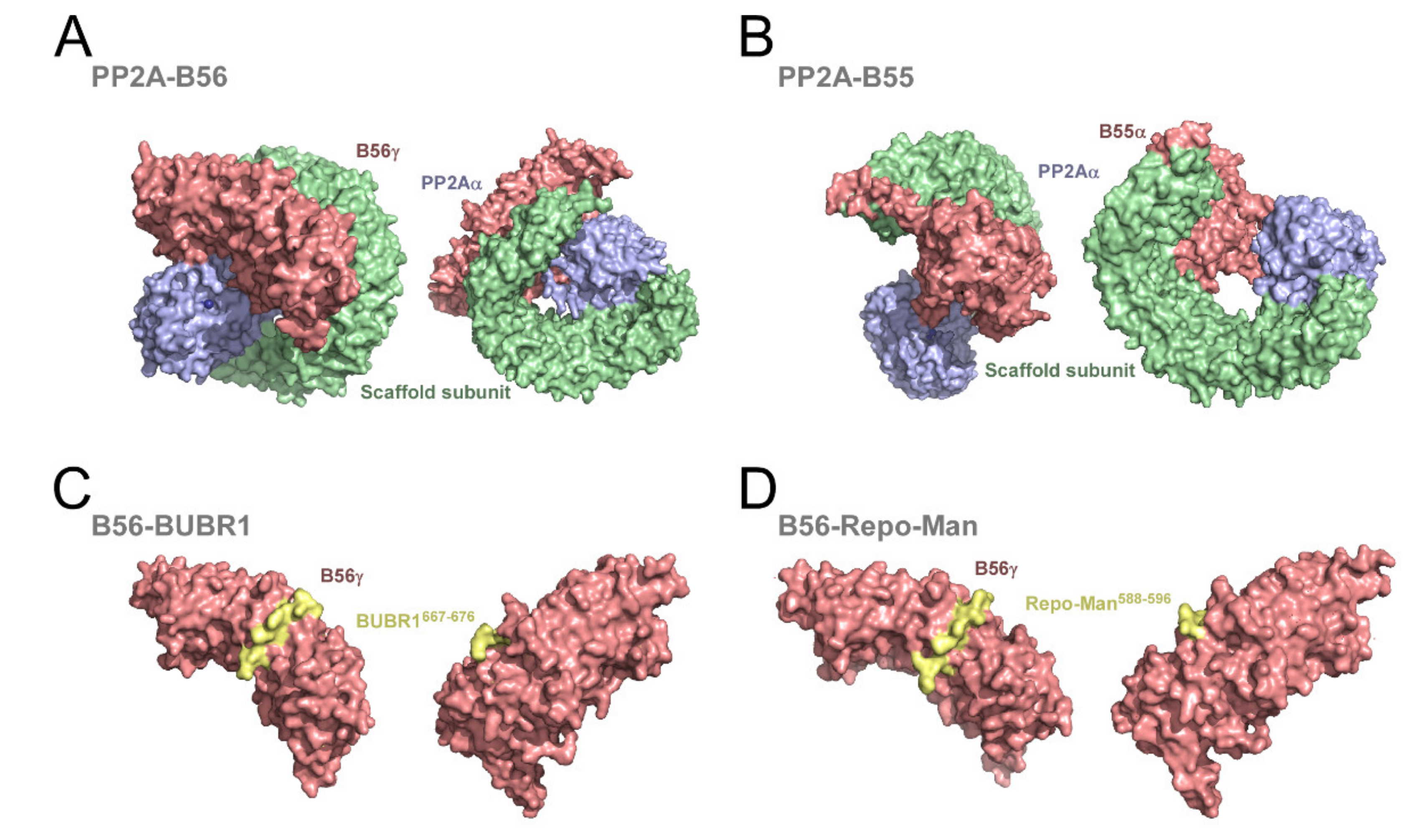 Phosphatases in Mitosis: Roles and ... Biology Diagrams