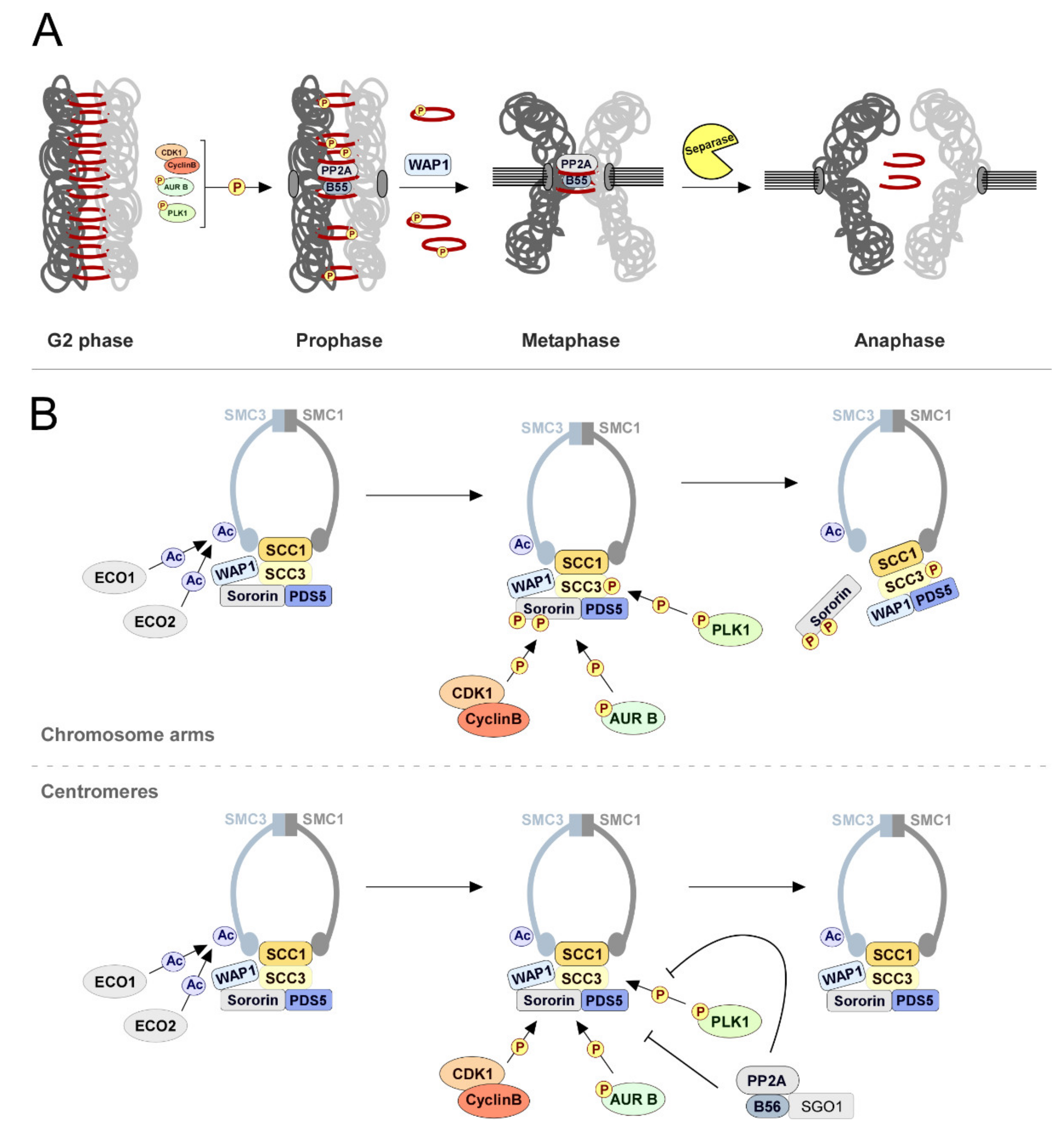Phosphatases in Mitosis Roles and Biology Diagrams