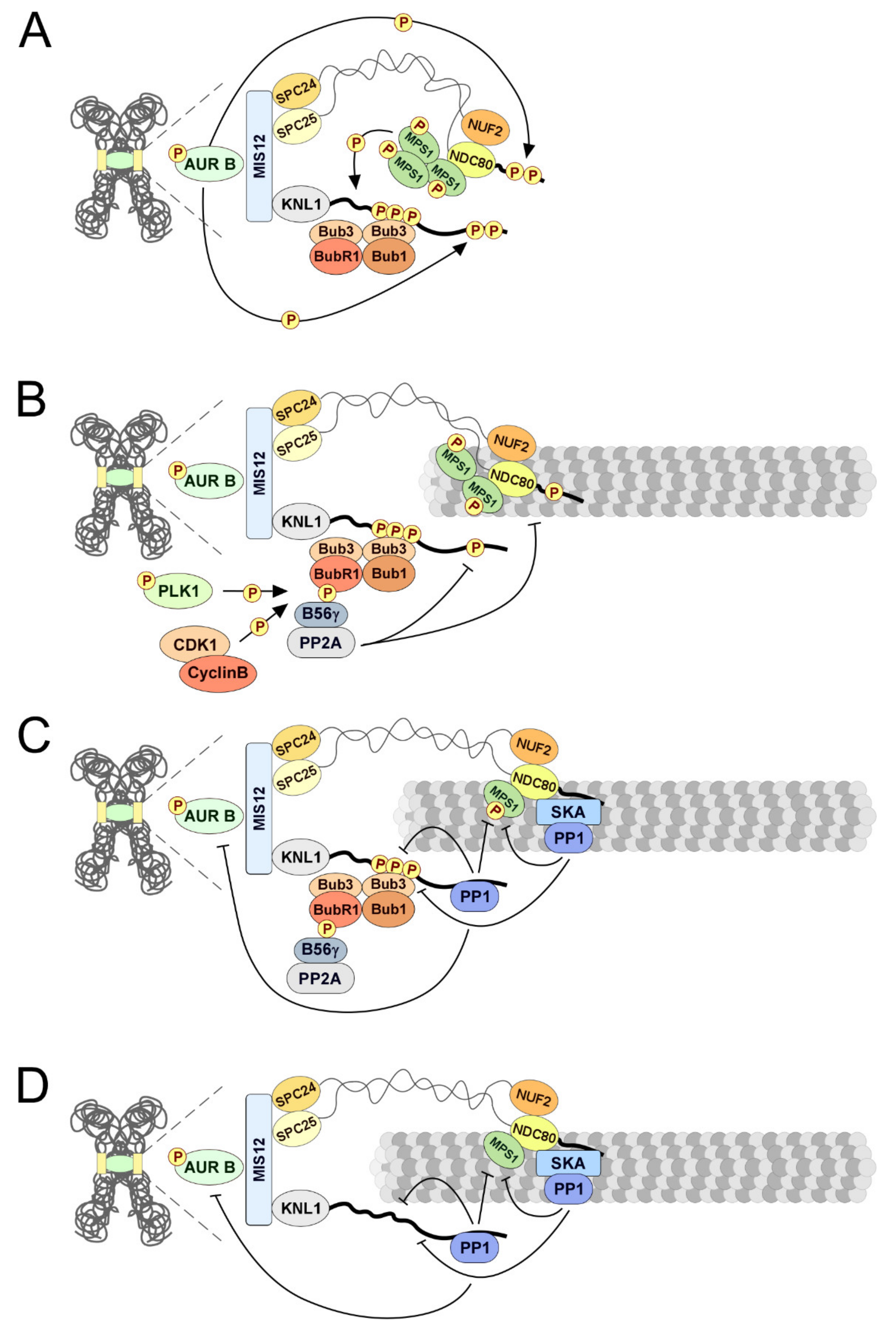 Biomolecules 09 00055 g006