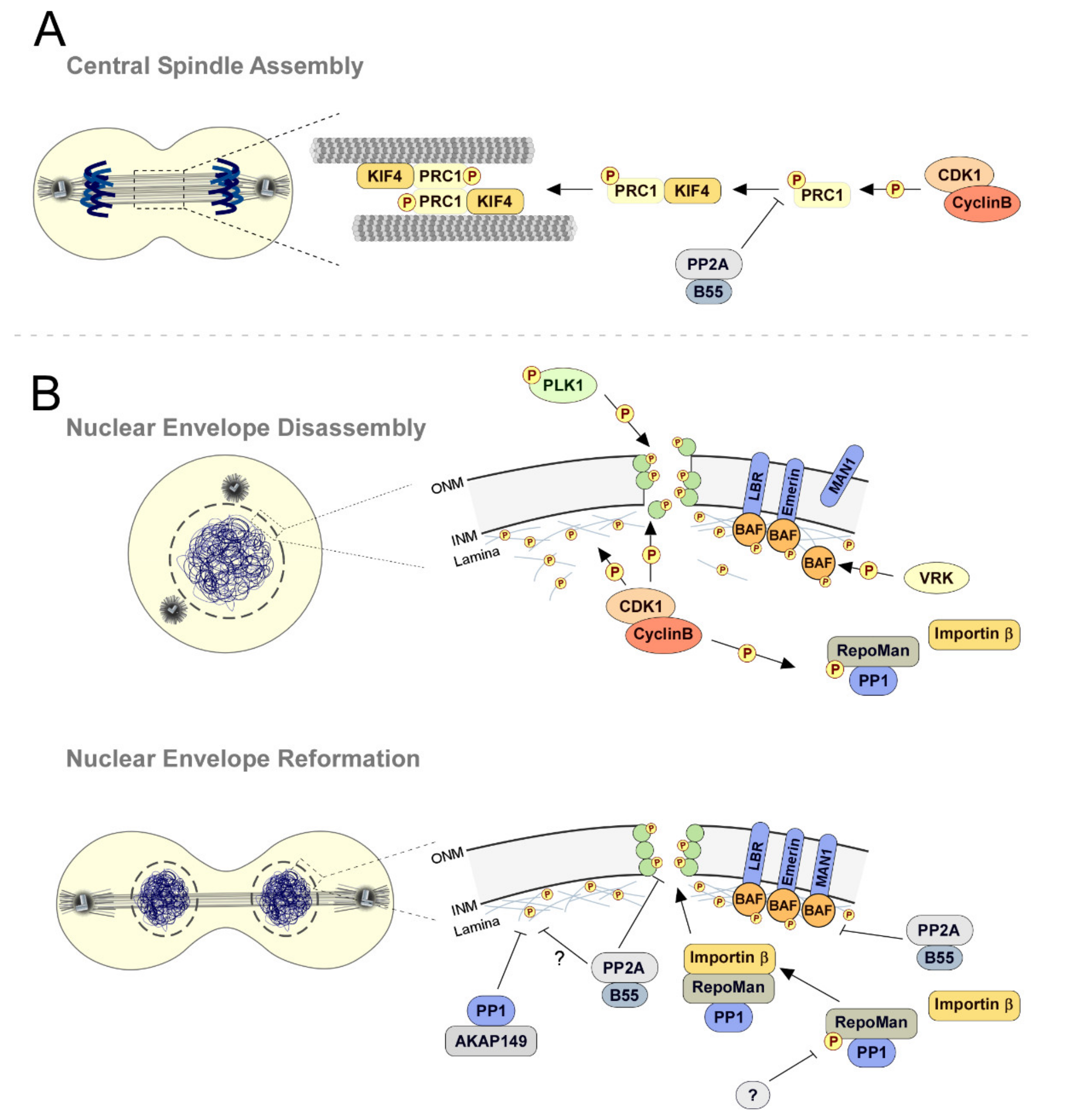 Phosphatases in Mitosis Roles and Biology Diagrams