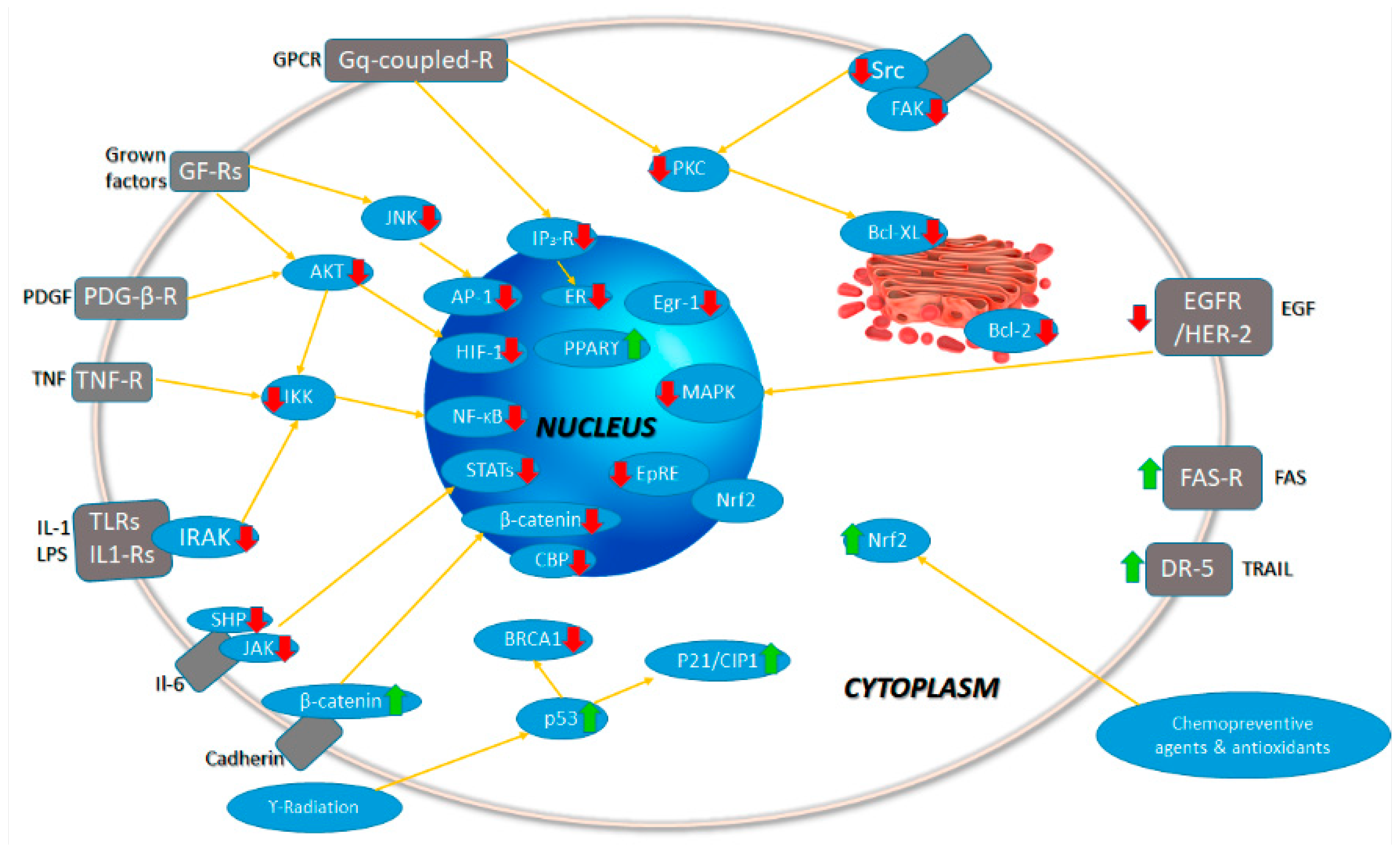 Biomolecules 09 00056 g008 Biomolecules 09 00056 g008