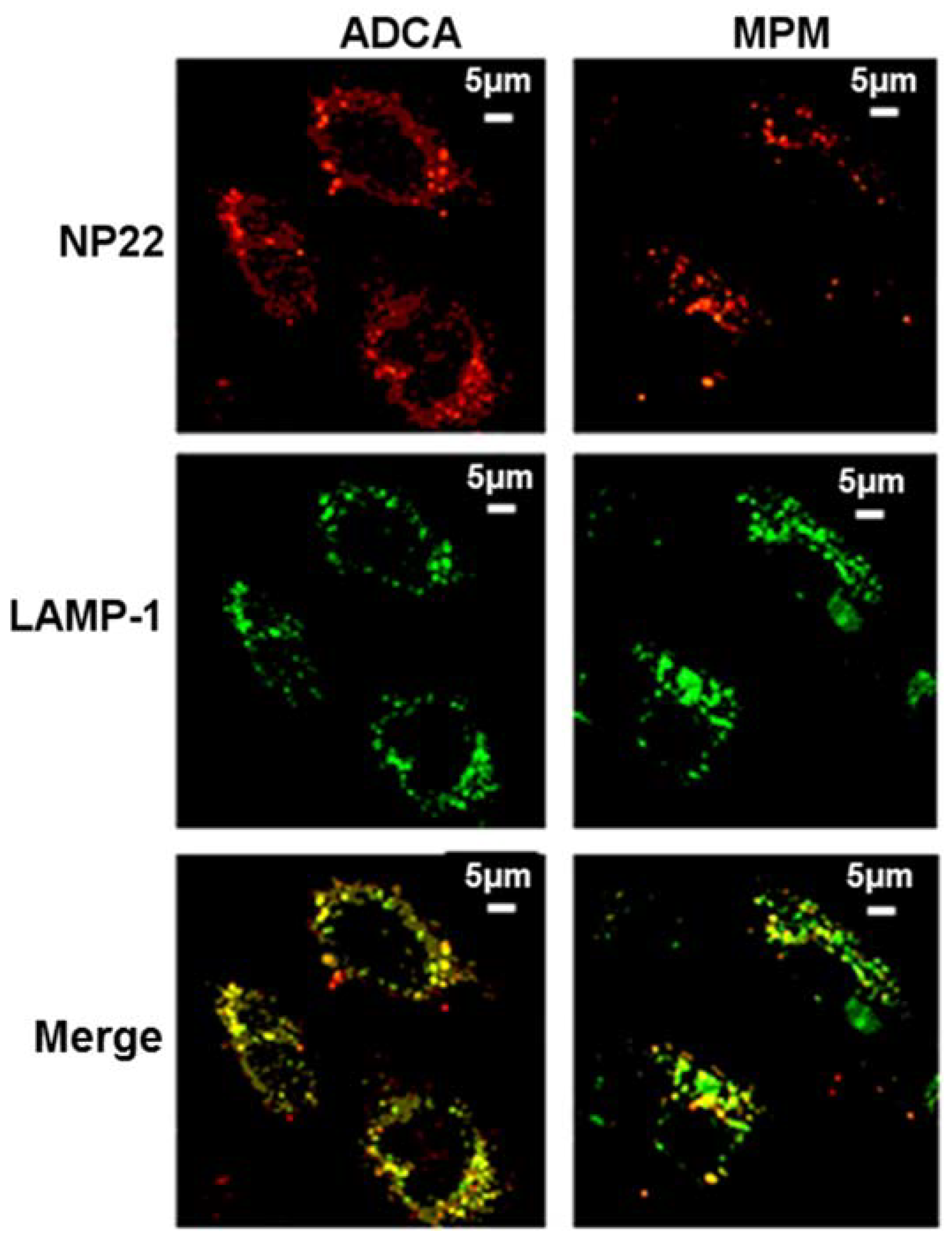 Biomolecules 09 00060 g002 550