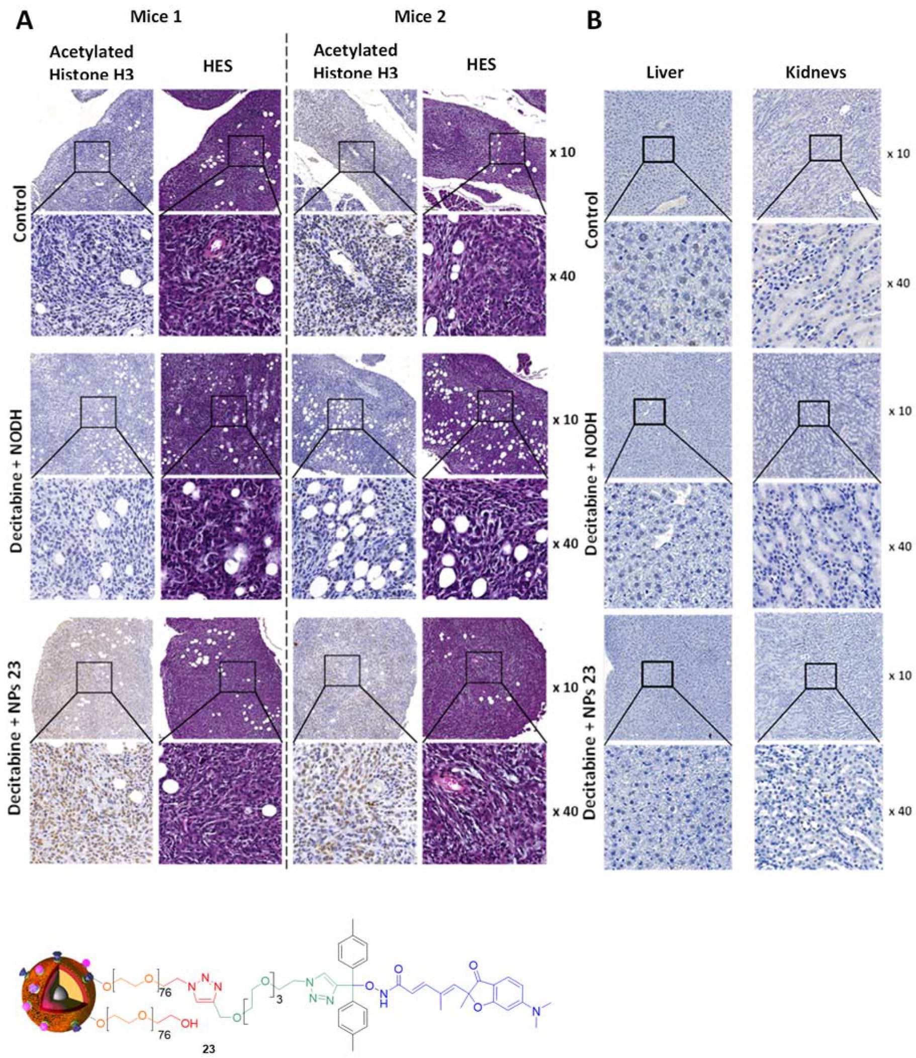 Biomolecules 09 00060 g007 550