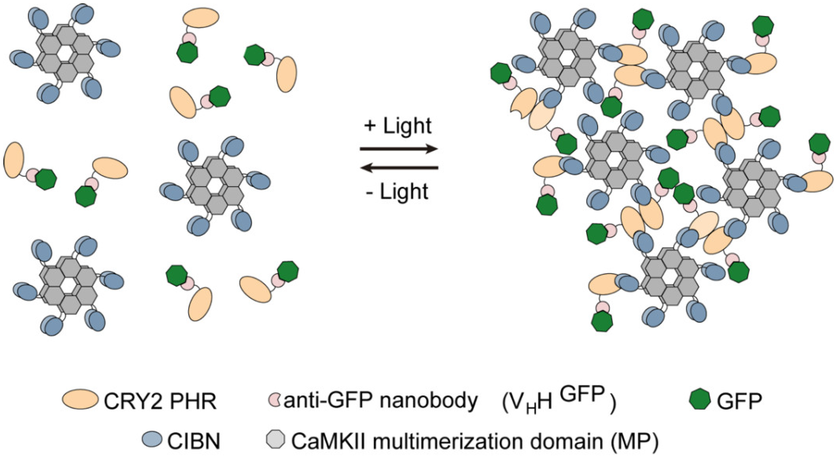 Biomolecules 09 00061 g001