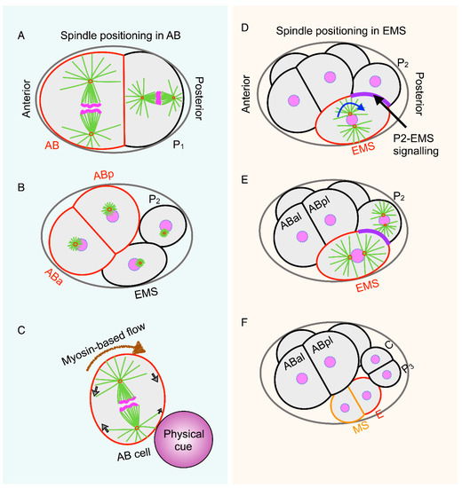 Mechanisms of Spindle Positioning Biology Diagrams