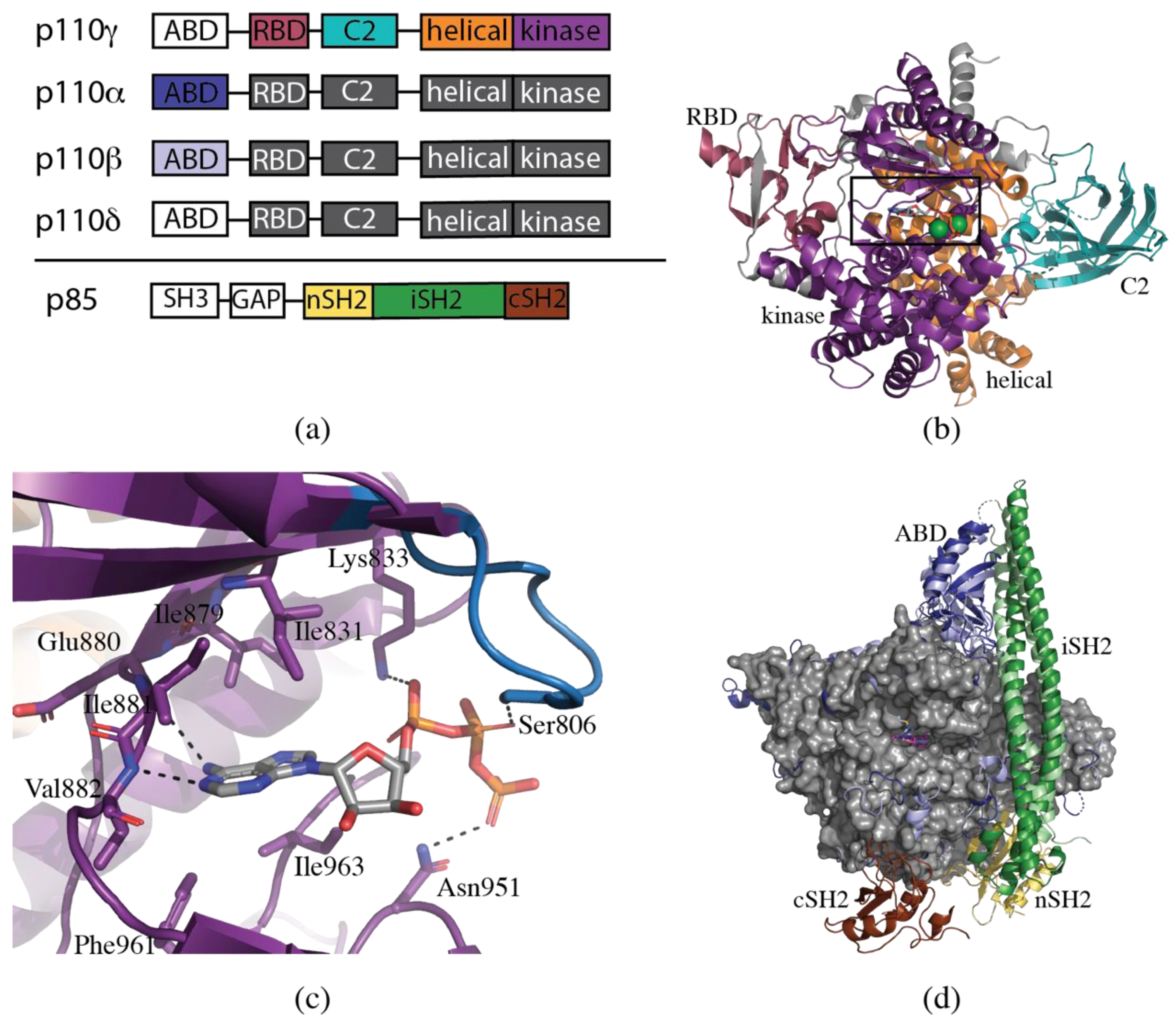Biomolecules 09 00082 g001