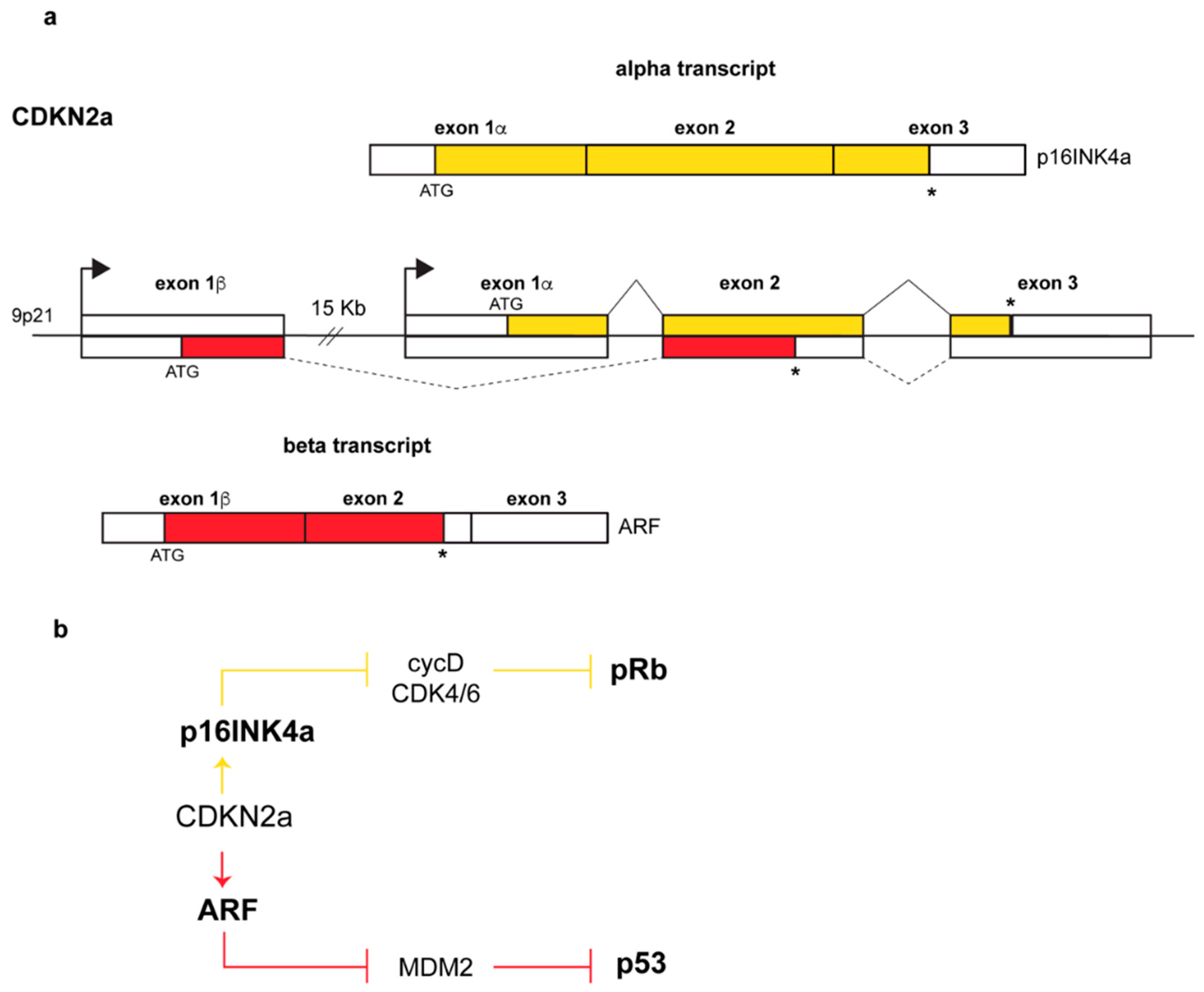 Biomolecules 09 00087 g001