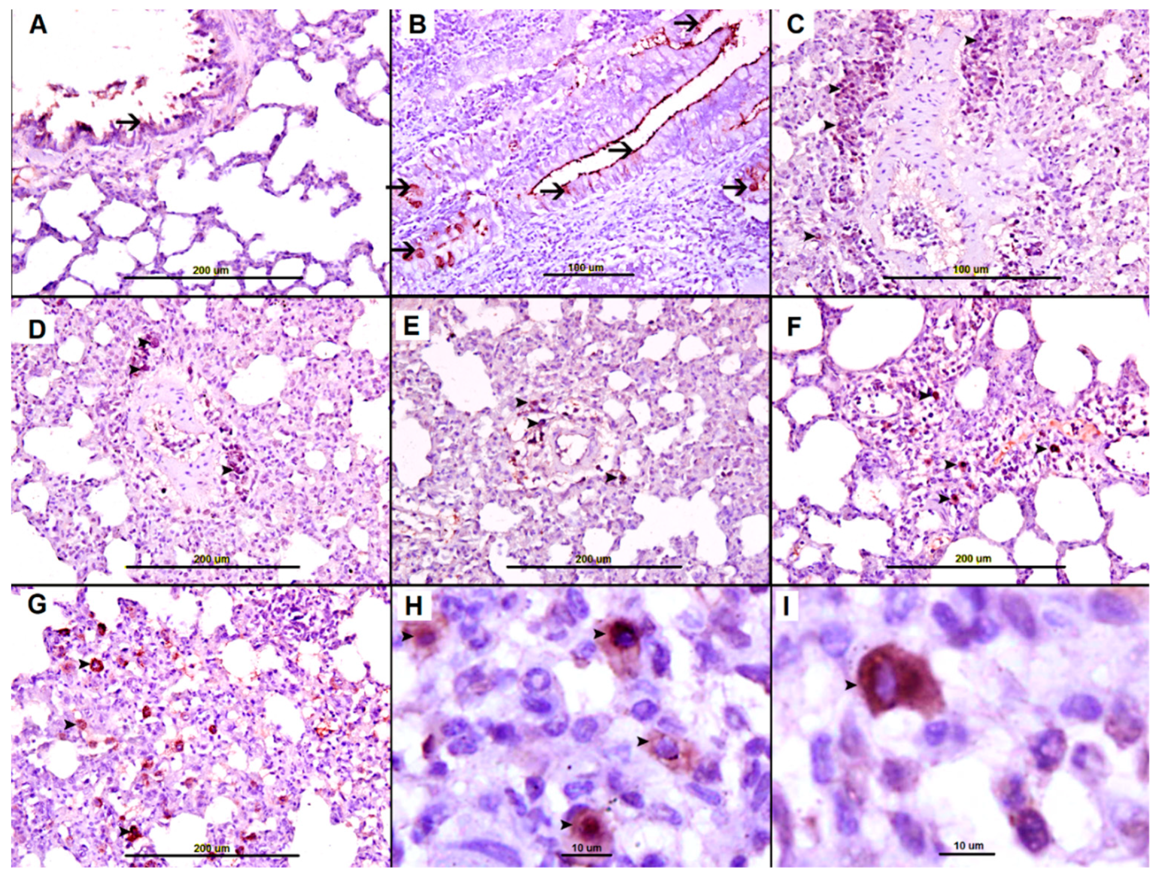 Biomolecules 09 00101 g008