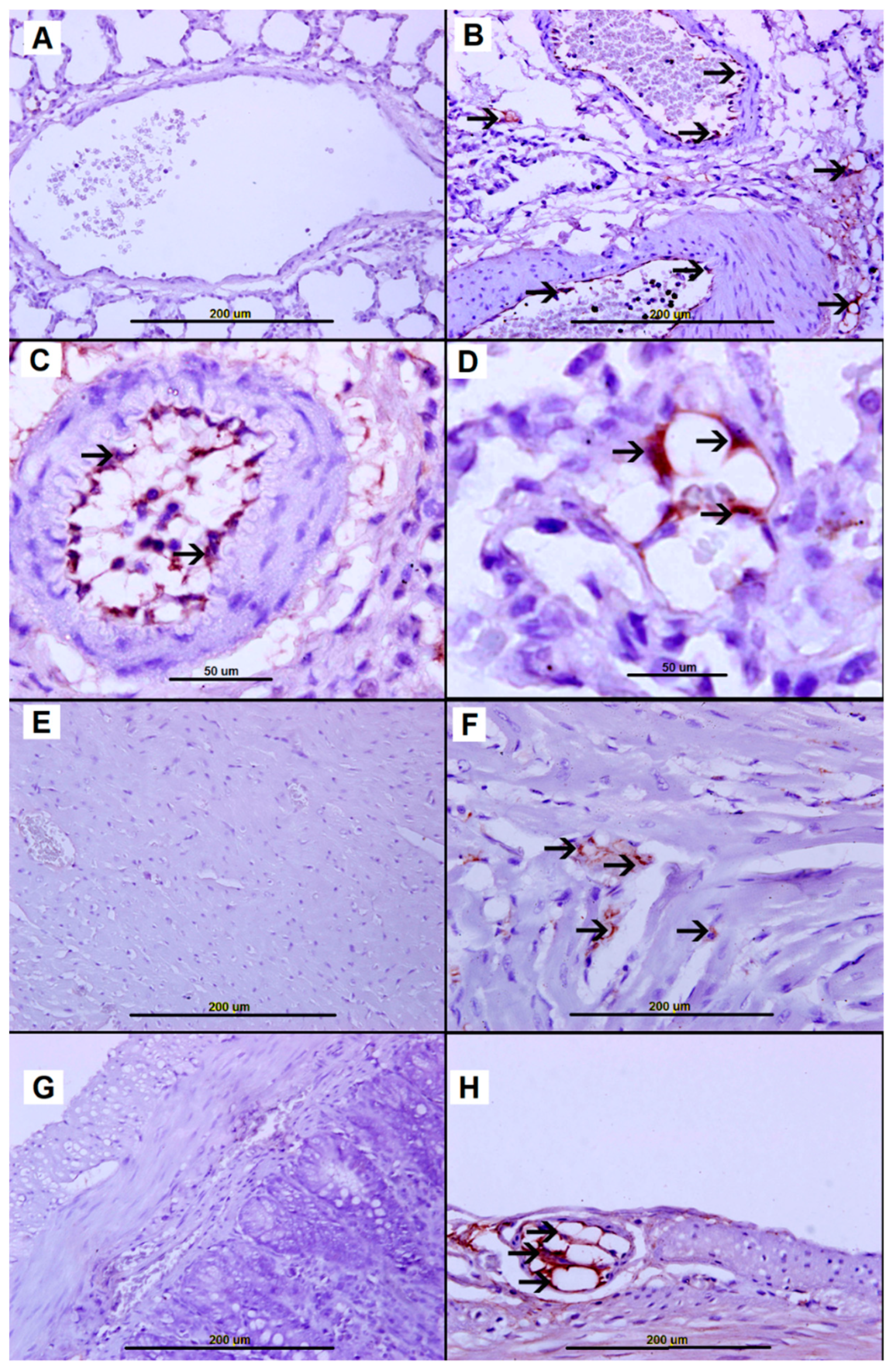 Biomolecules 09 00101 g009