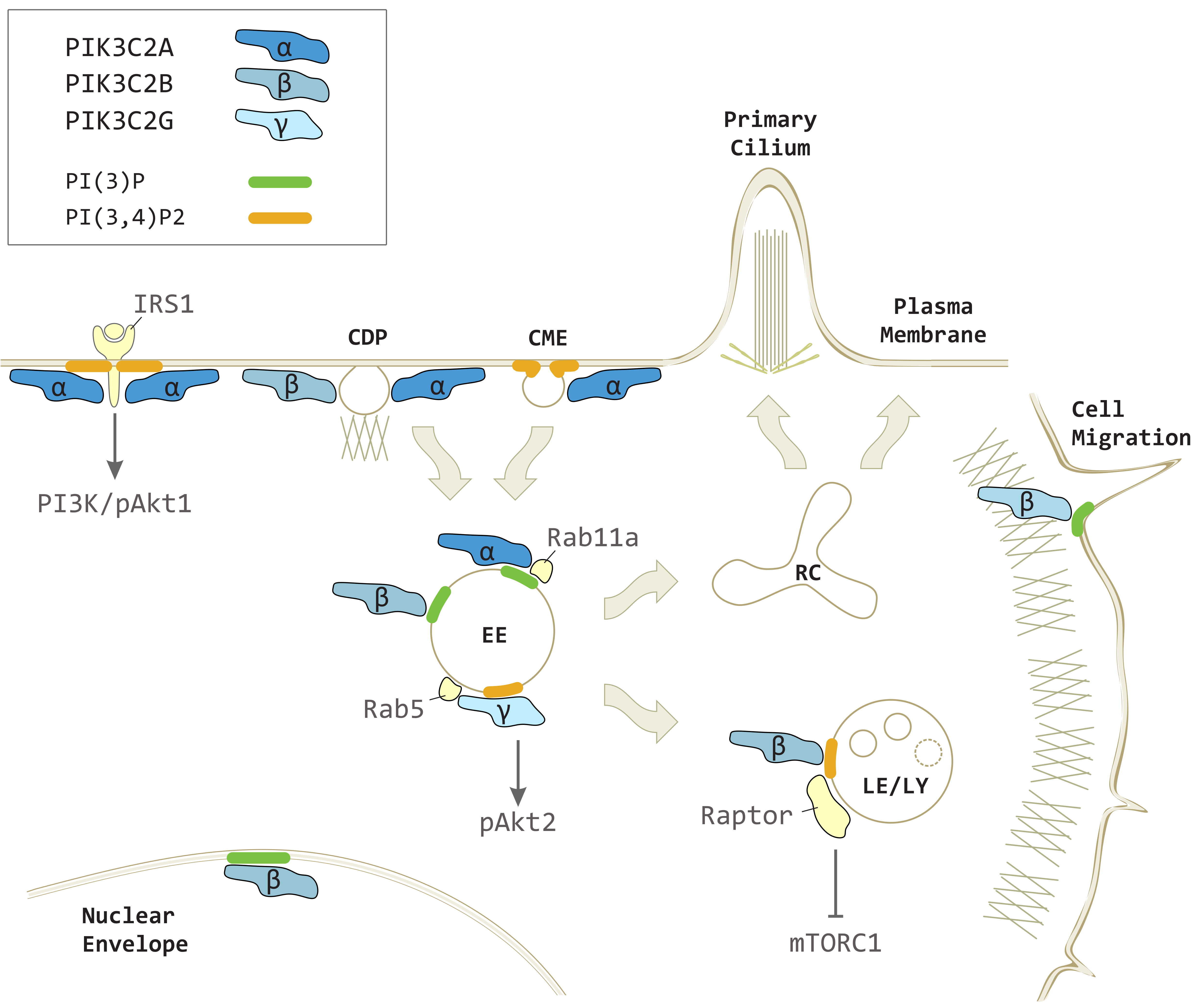 Biomolecules 09 00104 g002