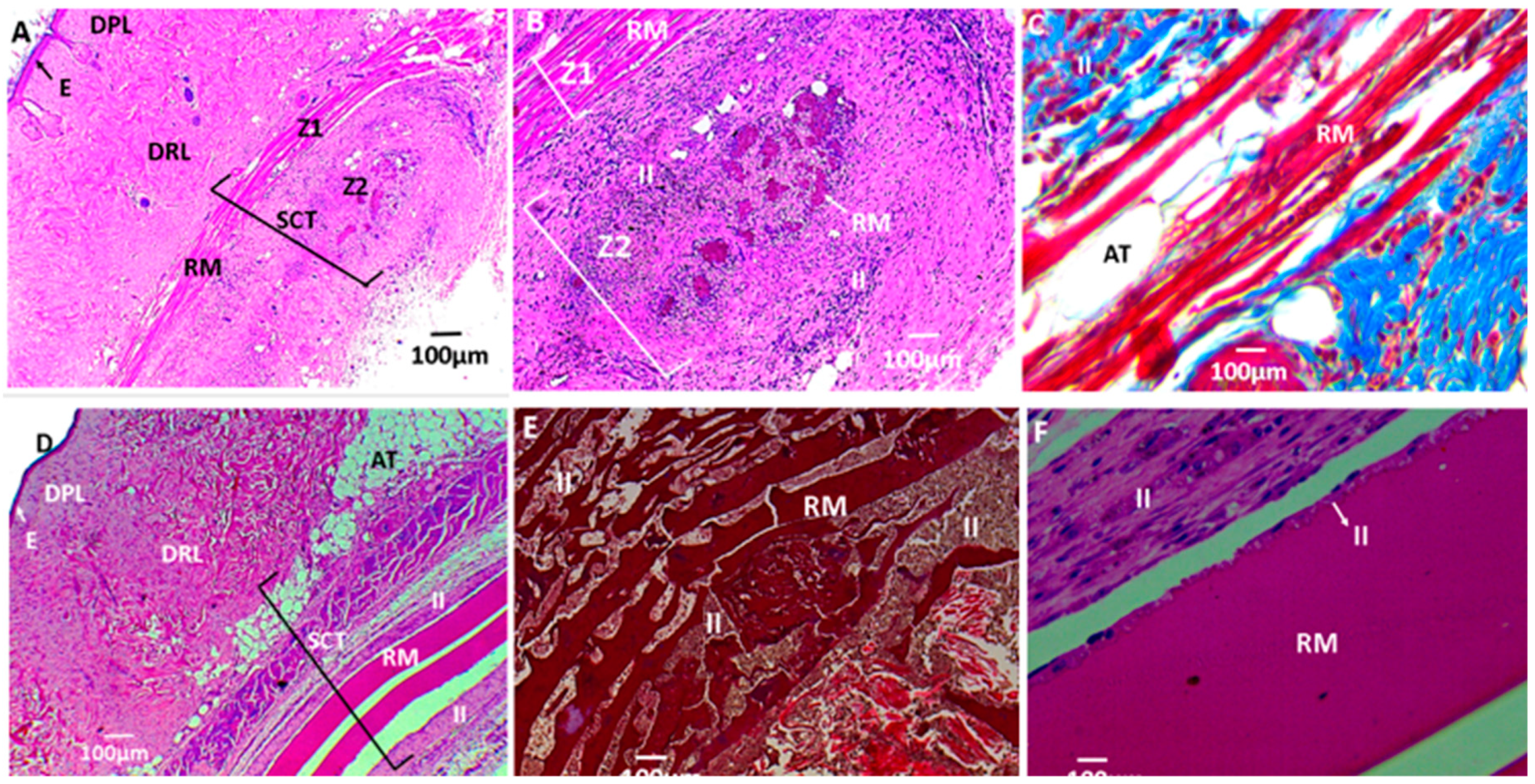 Biomolecules 09 00109 g013