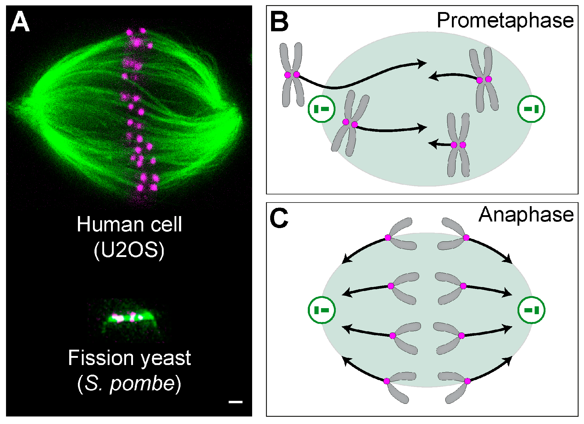 Helical Twist and Rotational Forces in ... Biology Diagrams