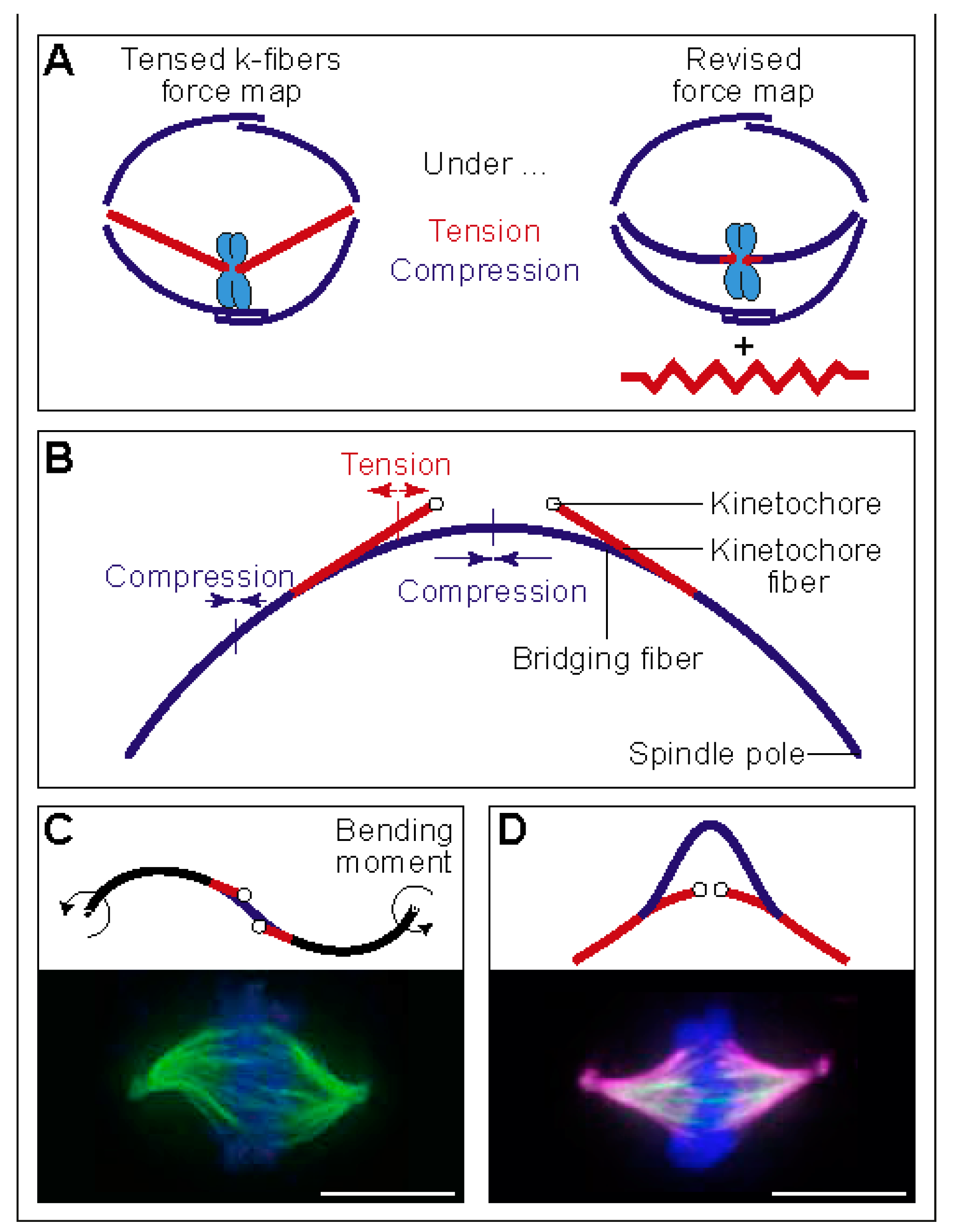 Biomolecules 09 00132 g003
