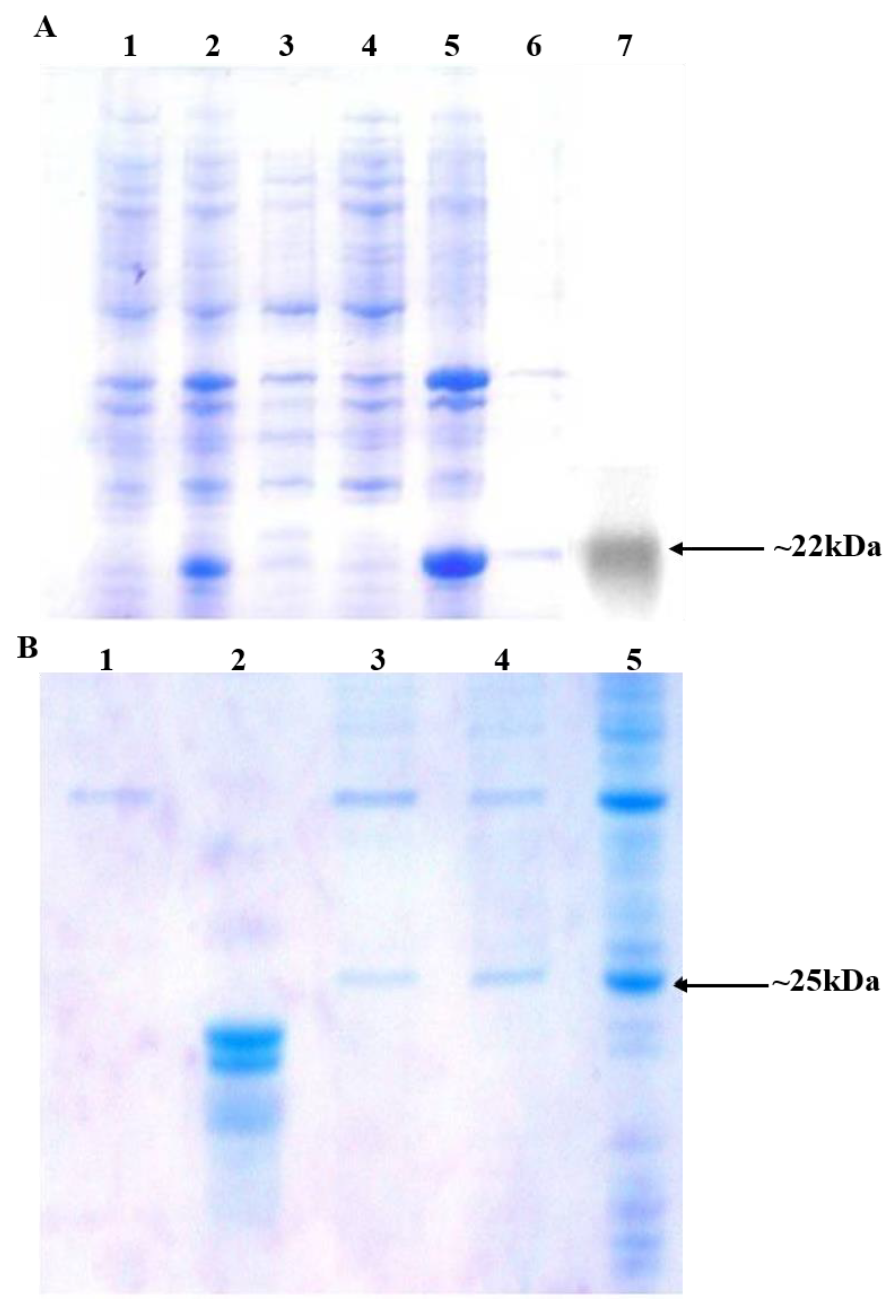 Biomolecules 09 00133 g002