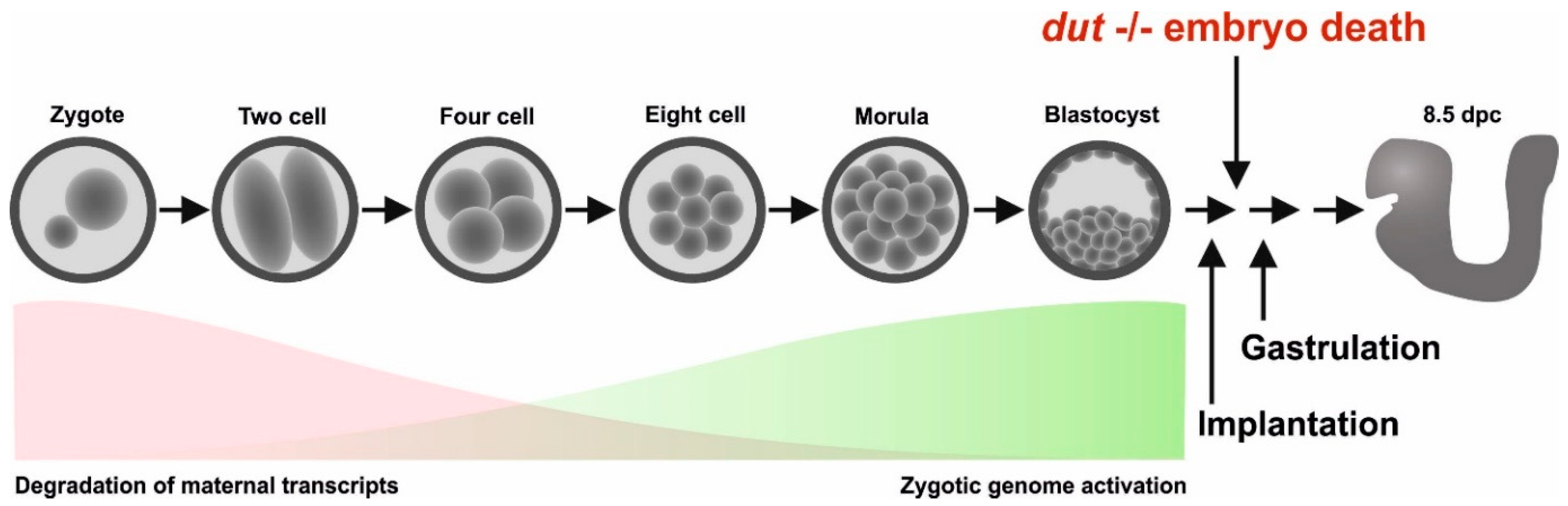 Biomolecules 09 00136 g006 Biomolecules 09 00136 g006