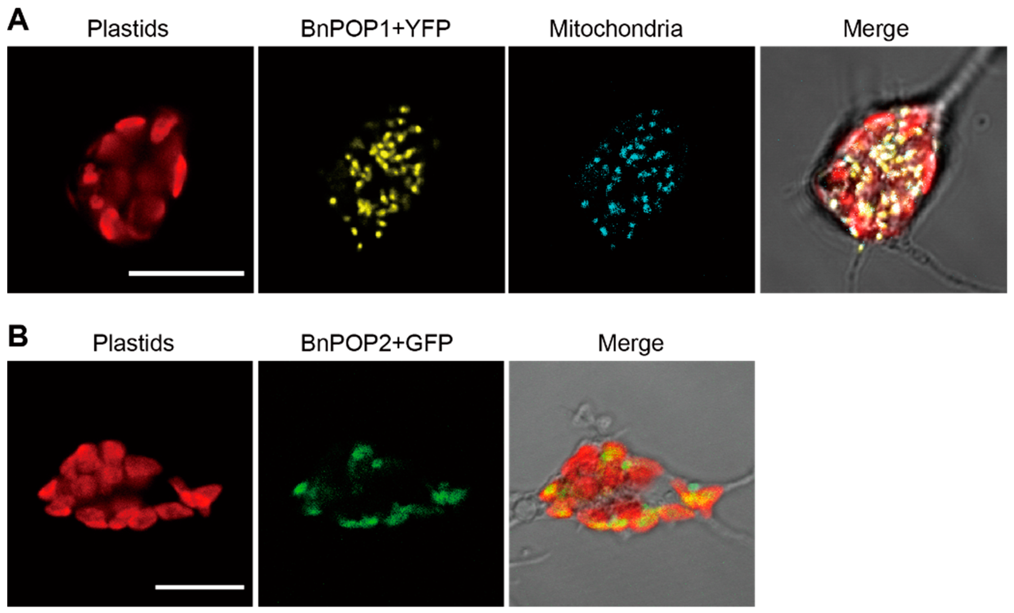 Biomolecules 09 00140 g002