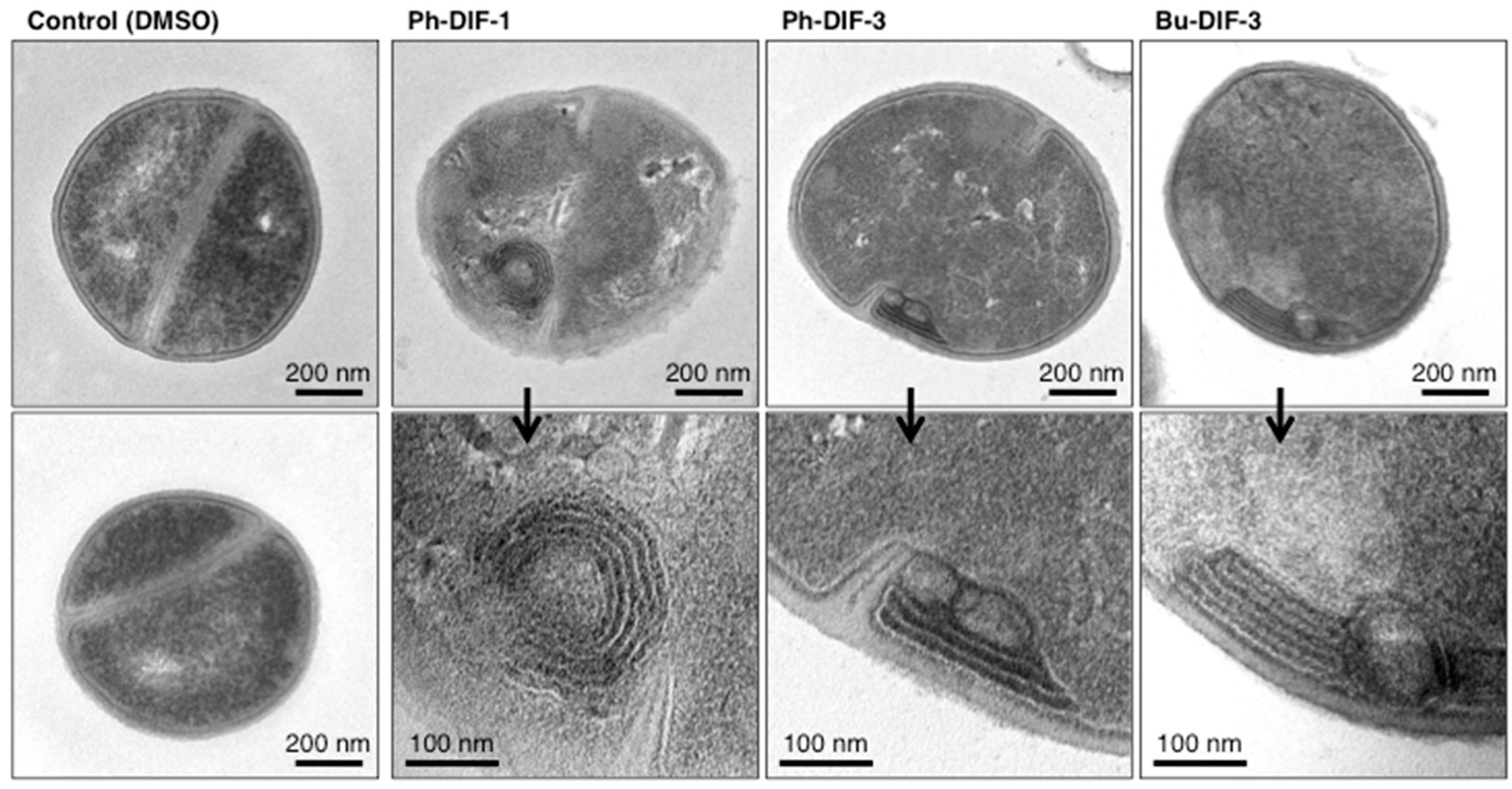 Biomolecules 09 00163 g004 Biomolecules 09 00163 g004