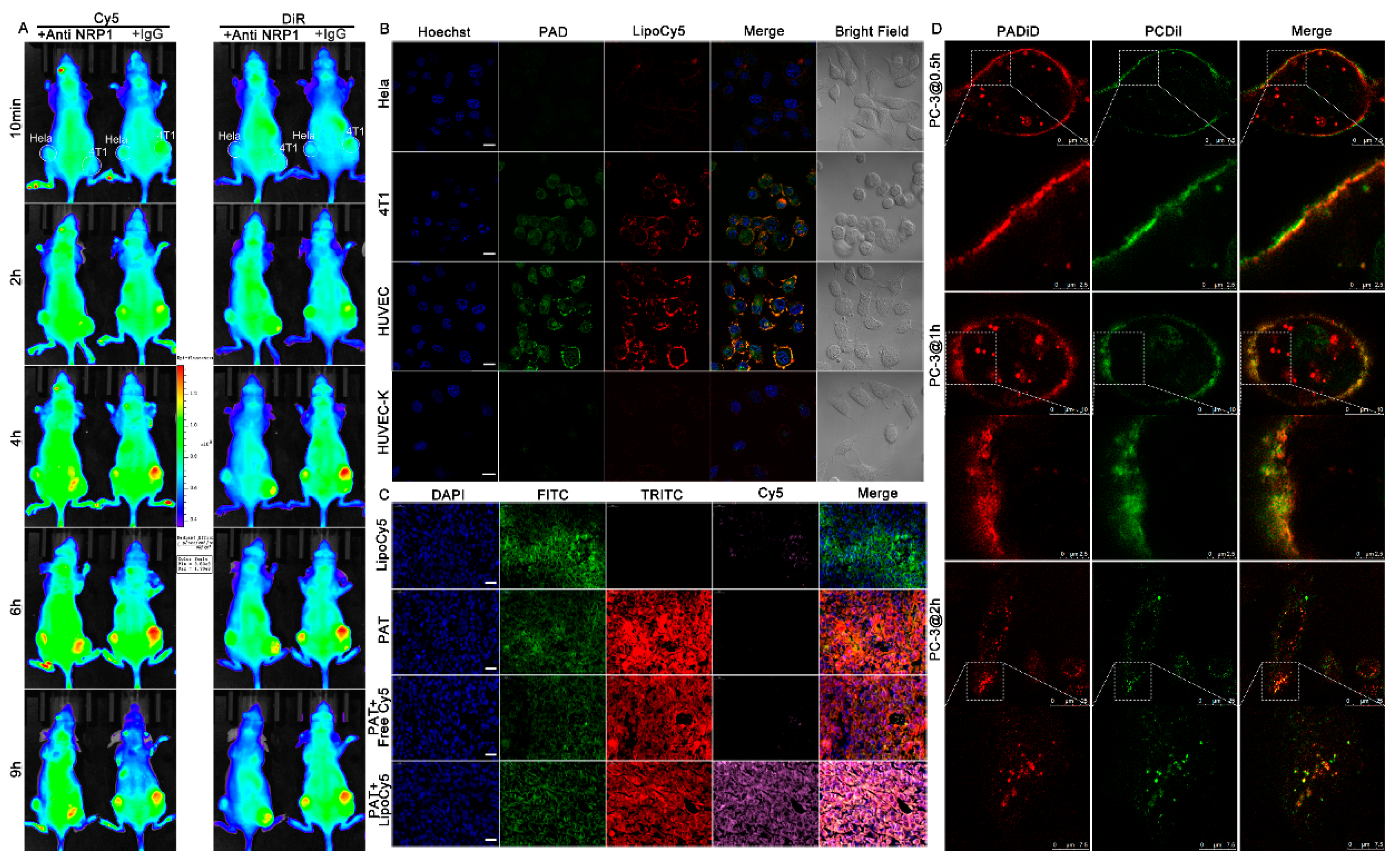 Biomolecules 09 00172 g003