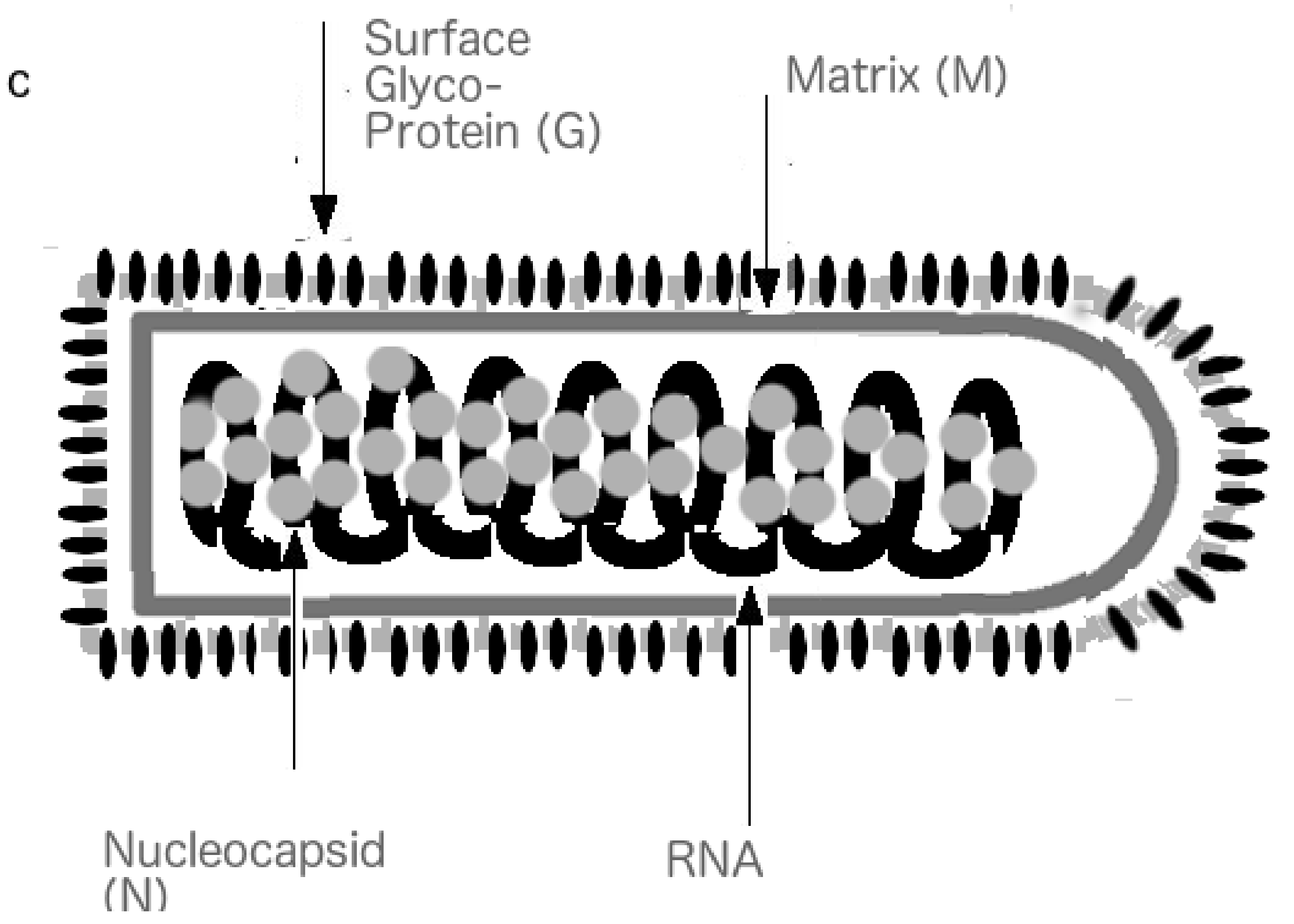 Biomolecules 09 00178 g001b
