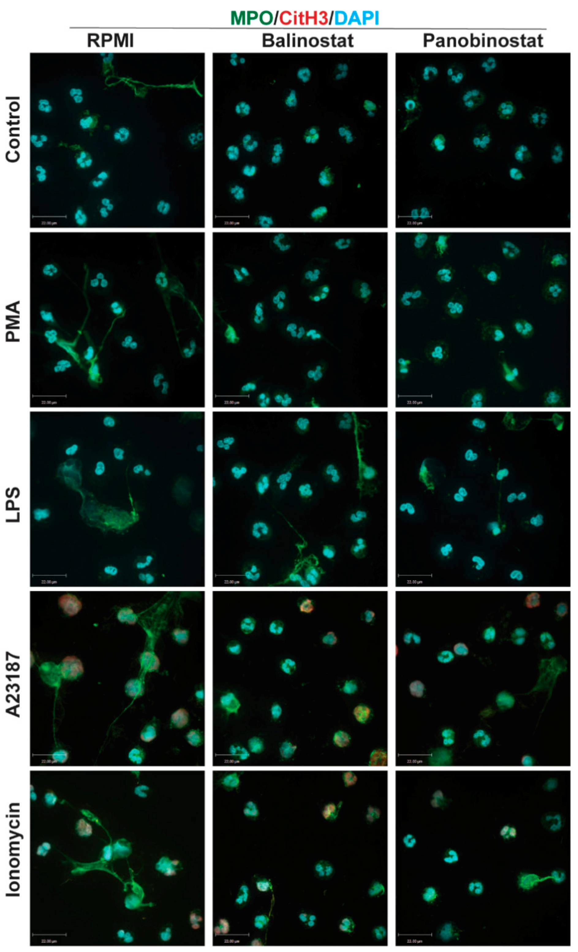 Biomolecules 09 00184 g007