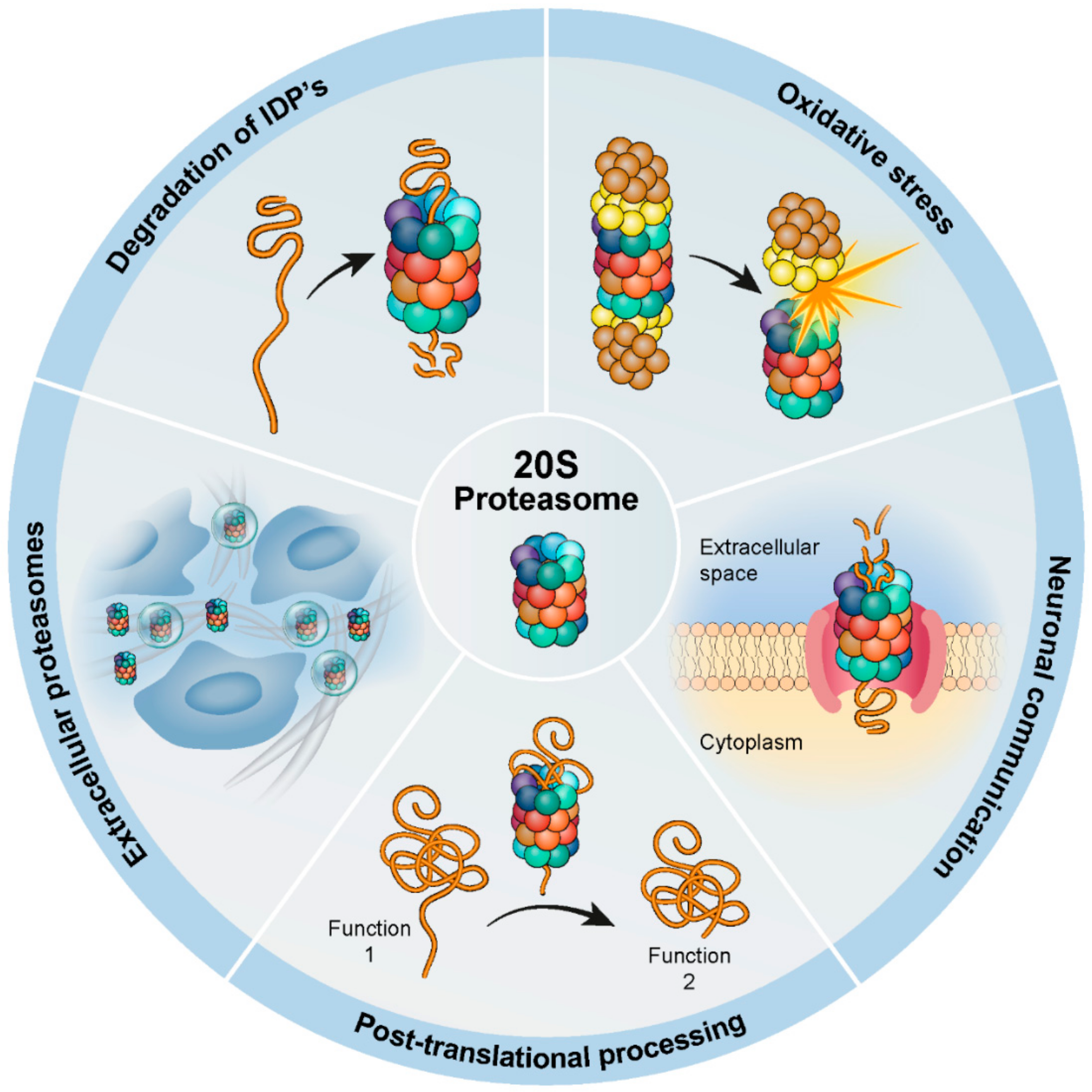 The Contribution of the 20S Proteasome to Proteostasis Biology Diagrams