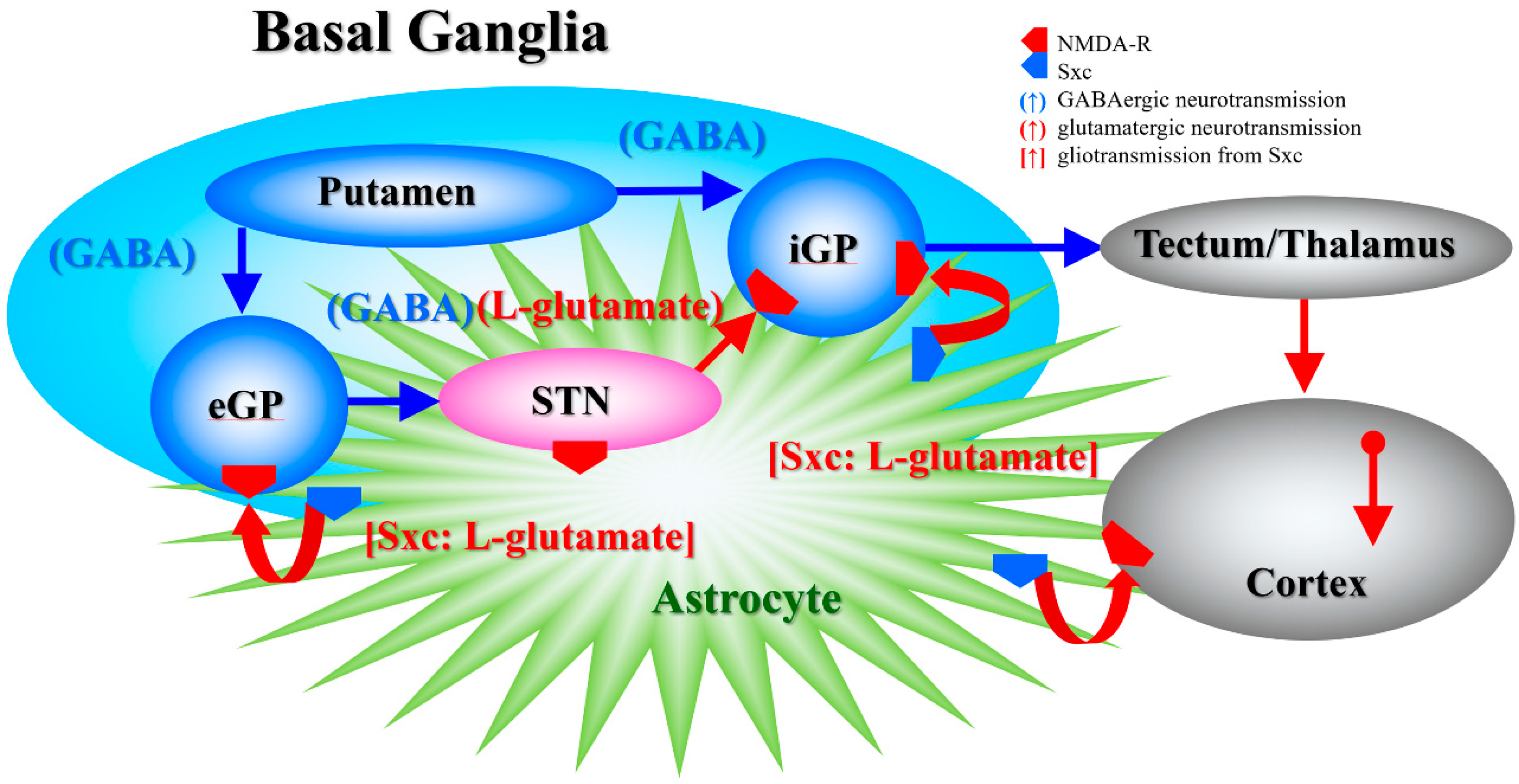 Biomolecules Free Full Text Amantadine Combines Astroglial System Xc Activation With Glutamate Nmda Receptor Inhibition Html