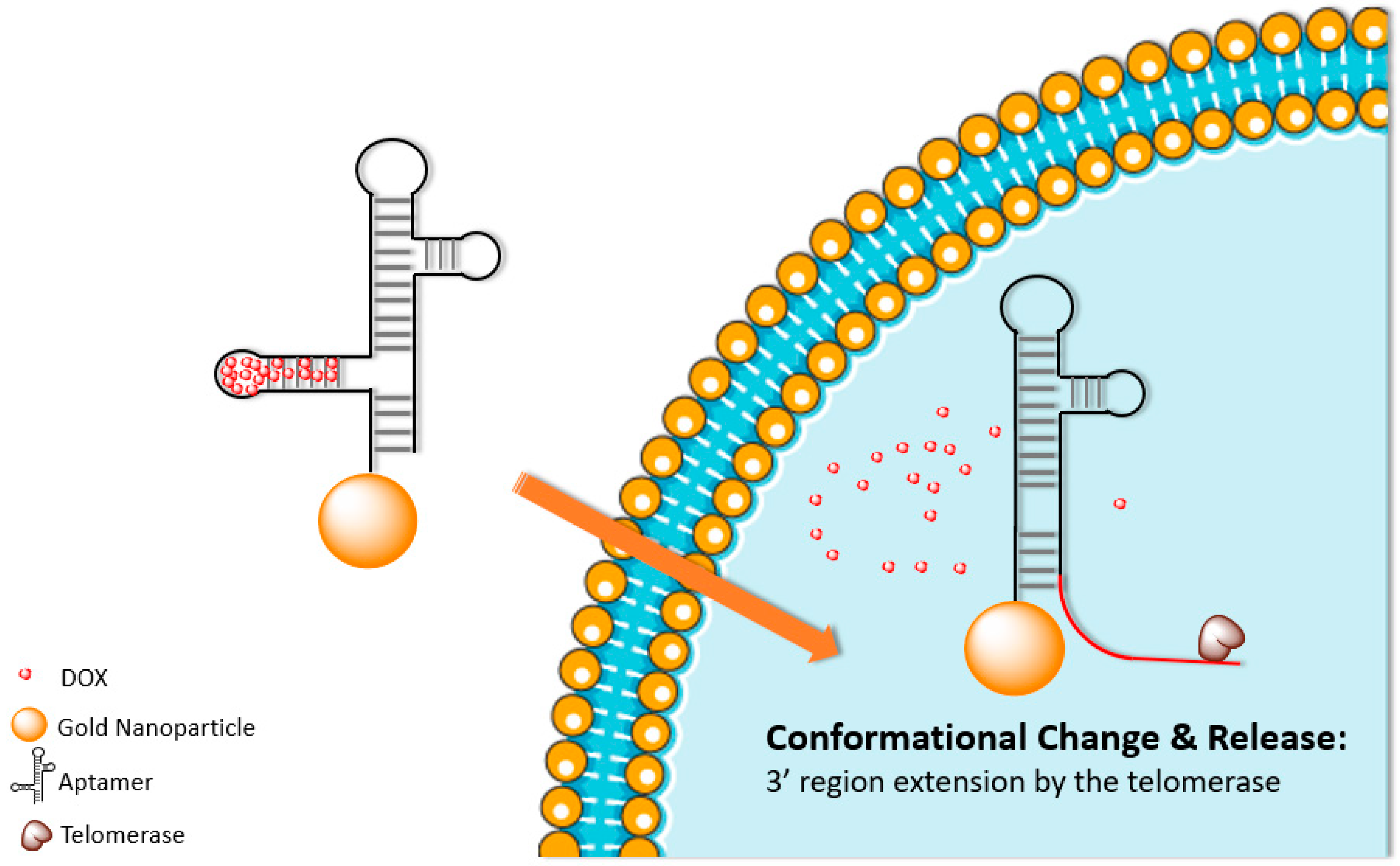 Biomolecules 09 00202 g002 Biomolecules 09 00202 g002
