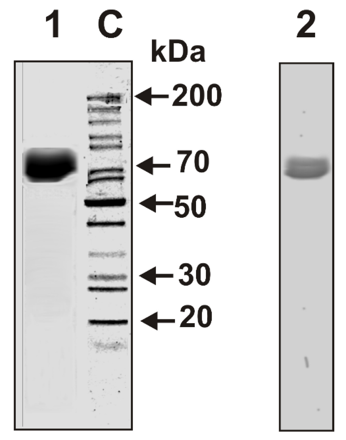 Biomolecules 09 00208 g001 Biomolecules 09 00208 g001