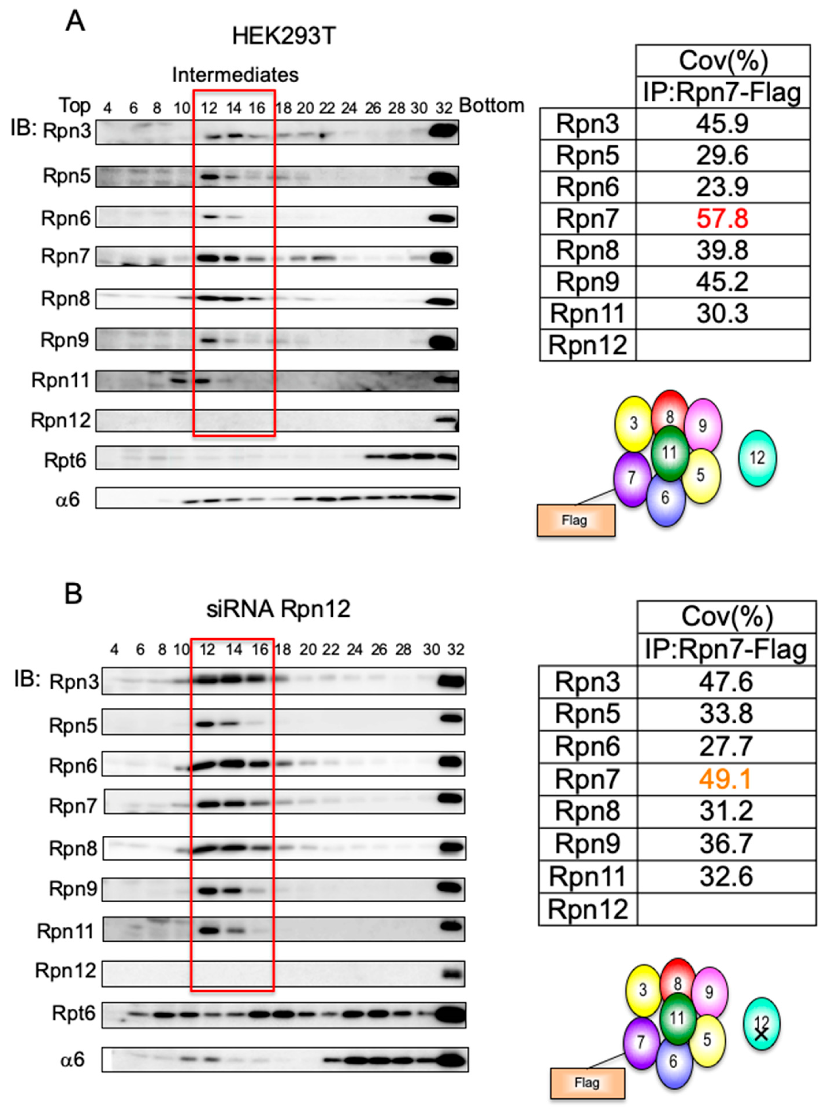 Biomolecules 09 00213 g002