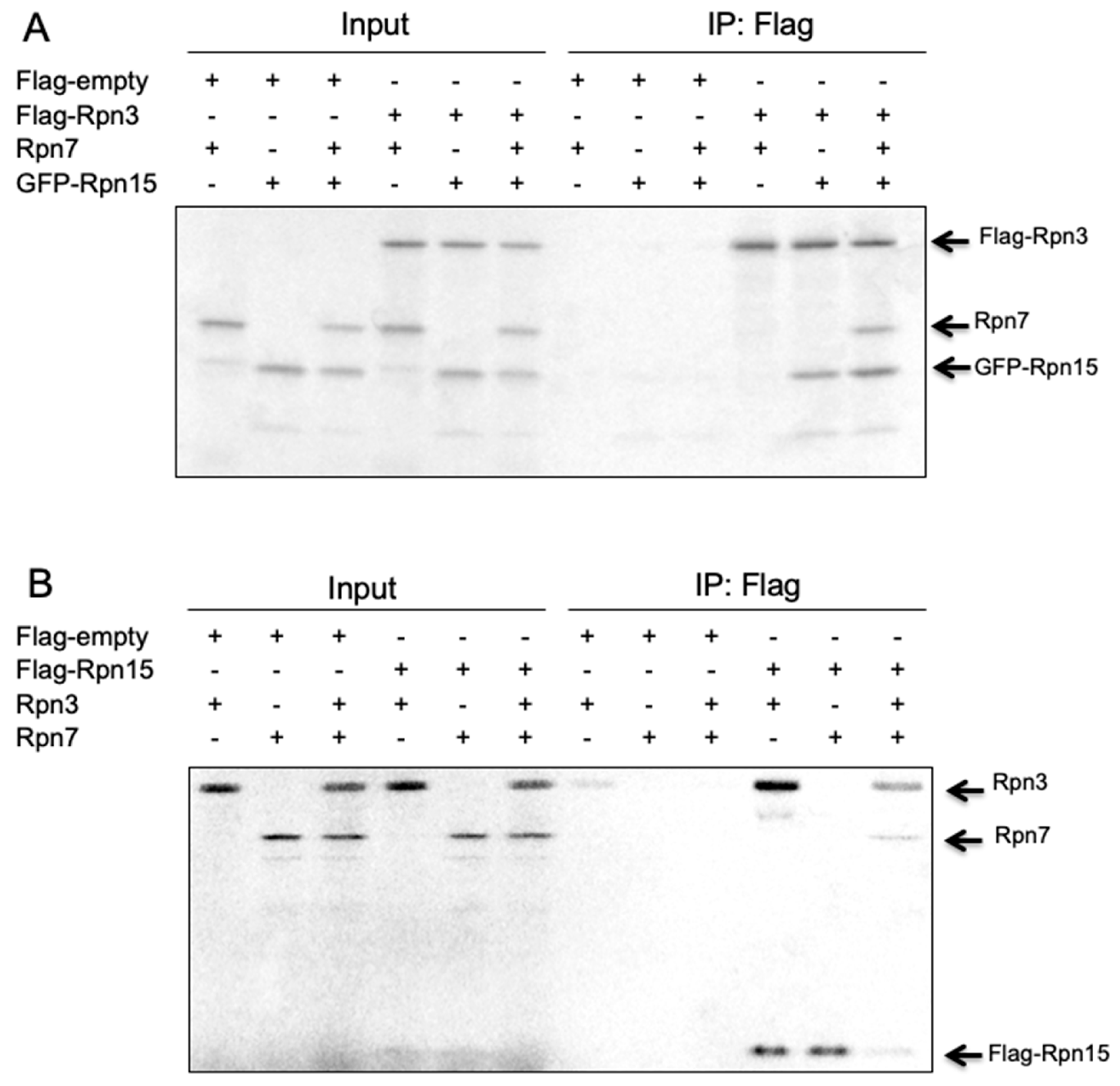 Biomolecules 09 00213 g008
