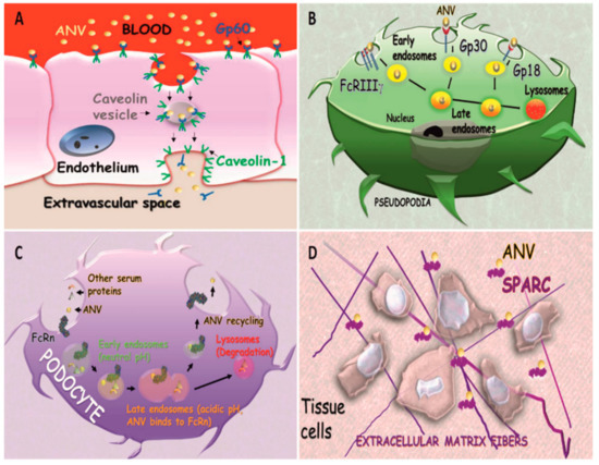 Biomolecules 09 00218 g003 550