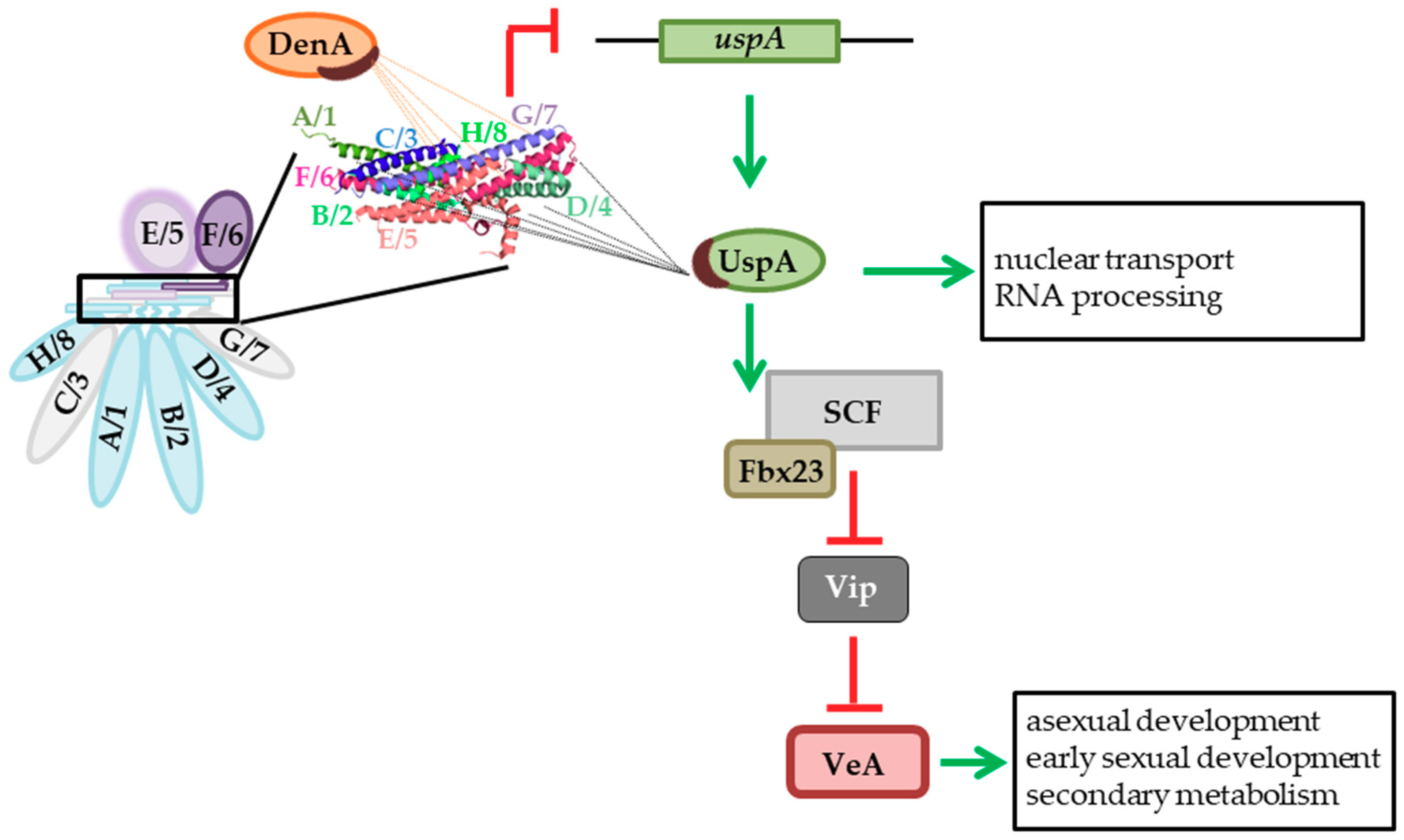 Biomolecules 09 00238 g010 Biomolecules 09 00238 g010
