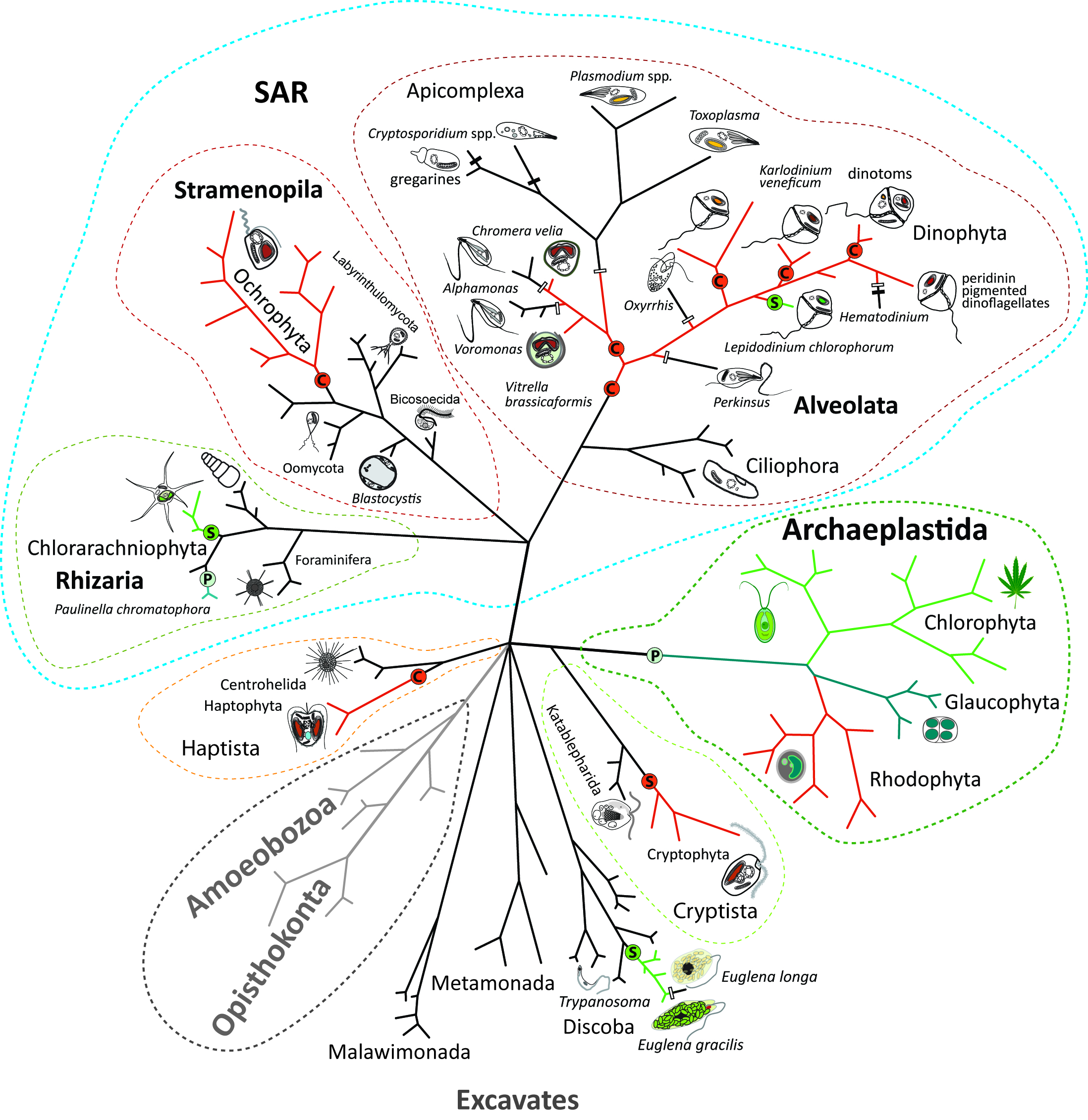 Biomolecules Free FullText Endosymbiotic Evolution of Algae