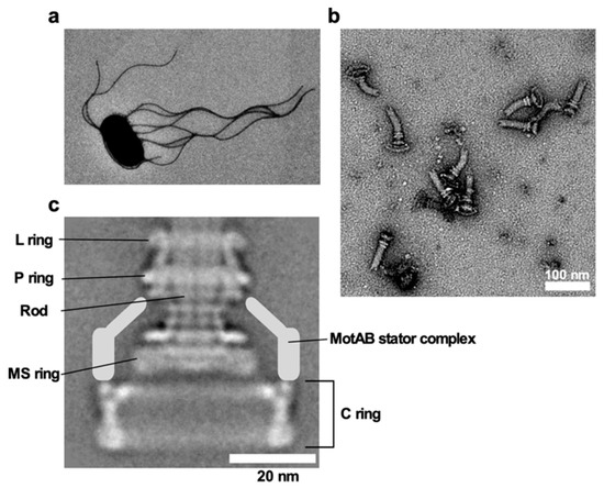 Biomolecules 09 00279 g001 550